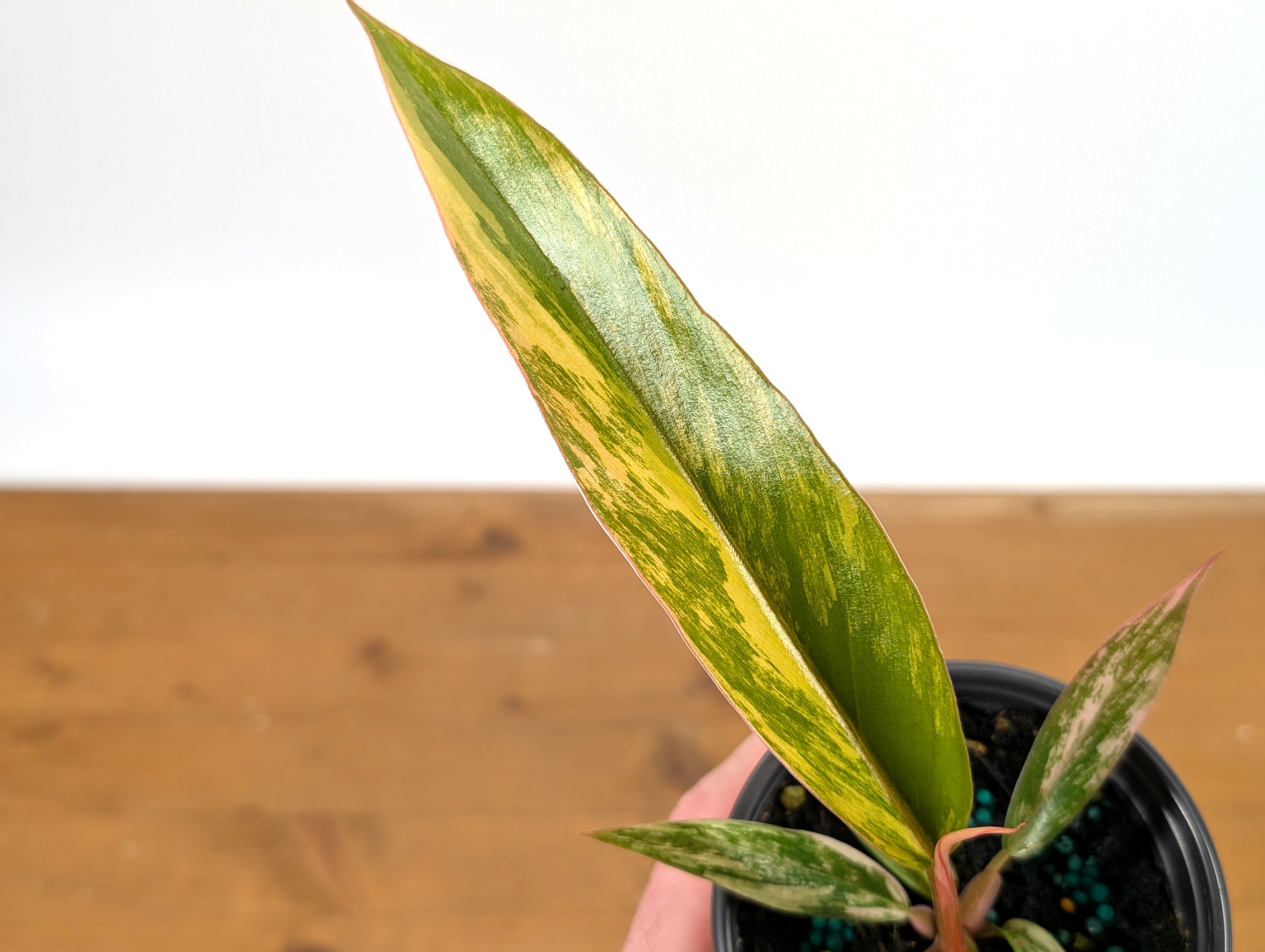Philodendron Caramel Marble Variegated