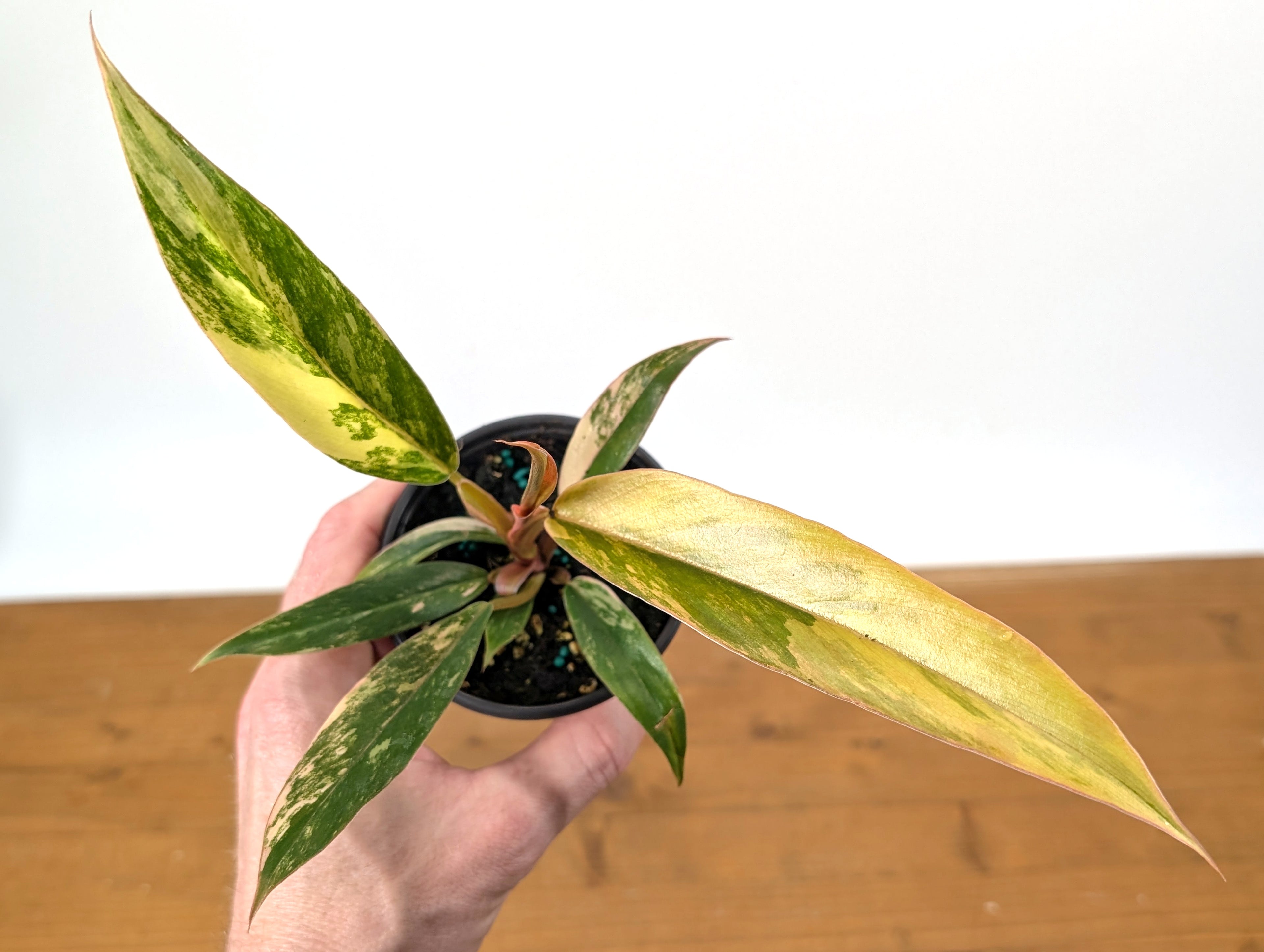 Philodendron Caramel Marble Variegated