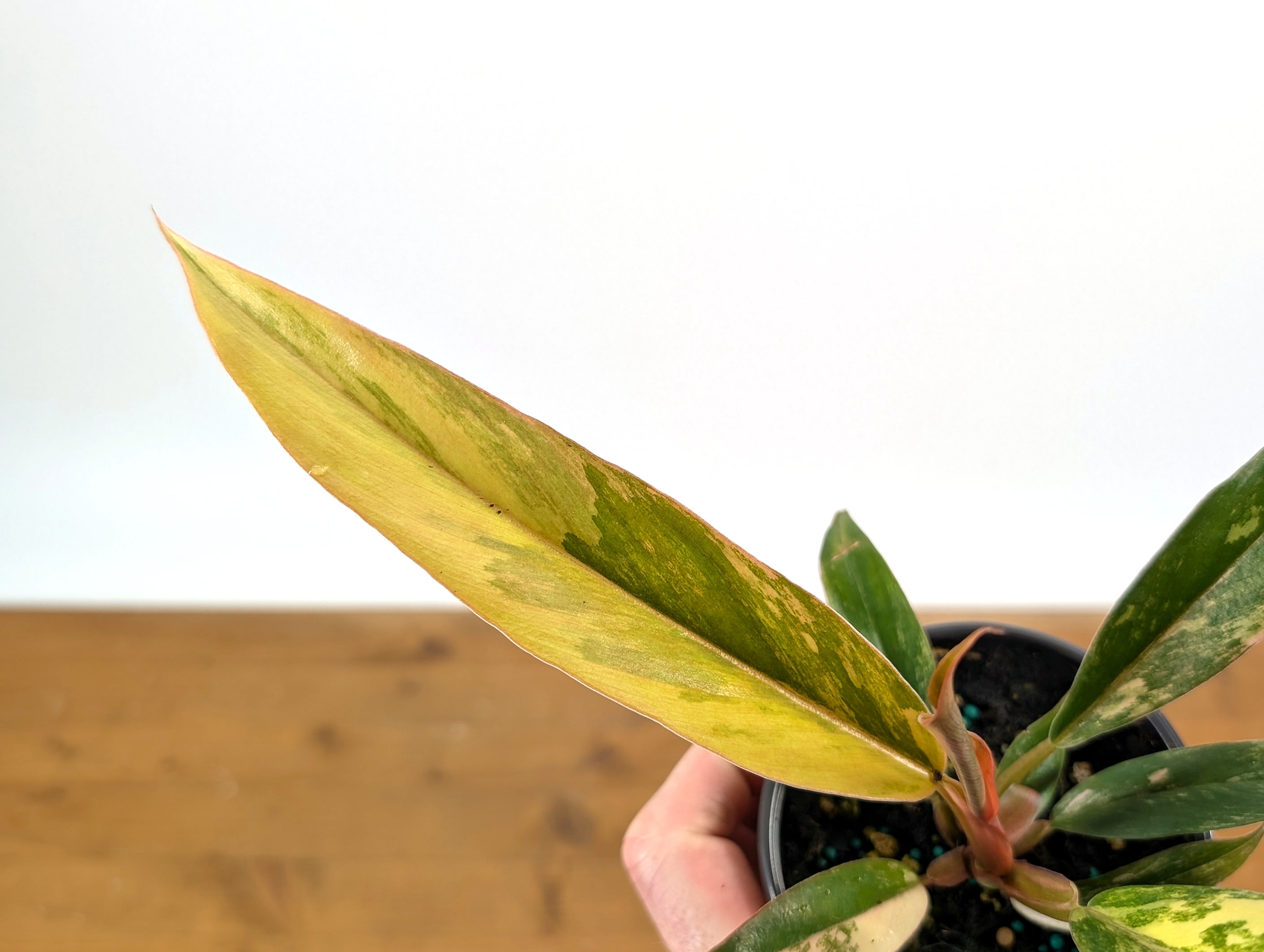 Philodendron Caramel Marble Variegated