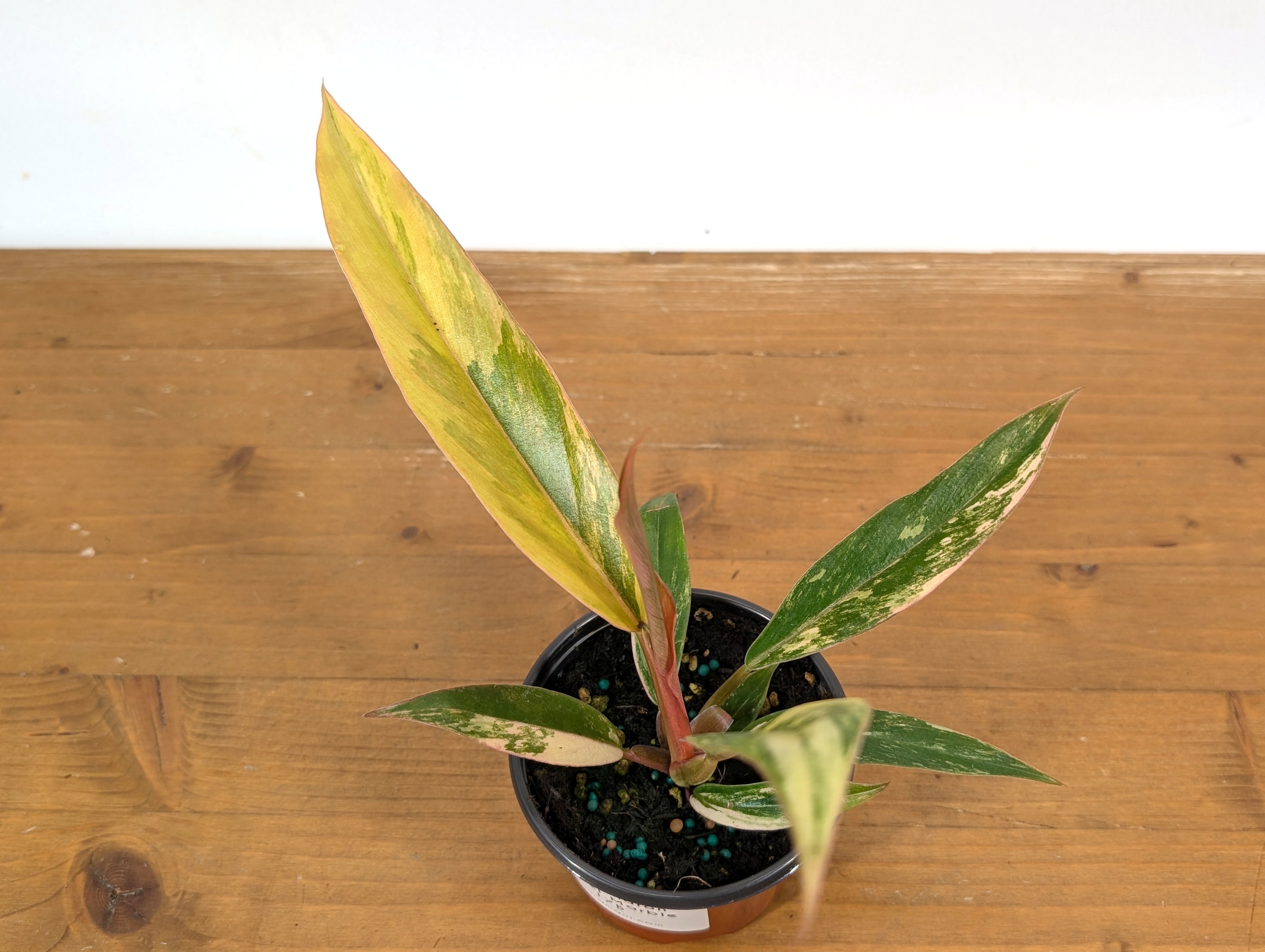 Philodendron Caramel Marble Variegated