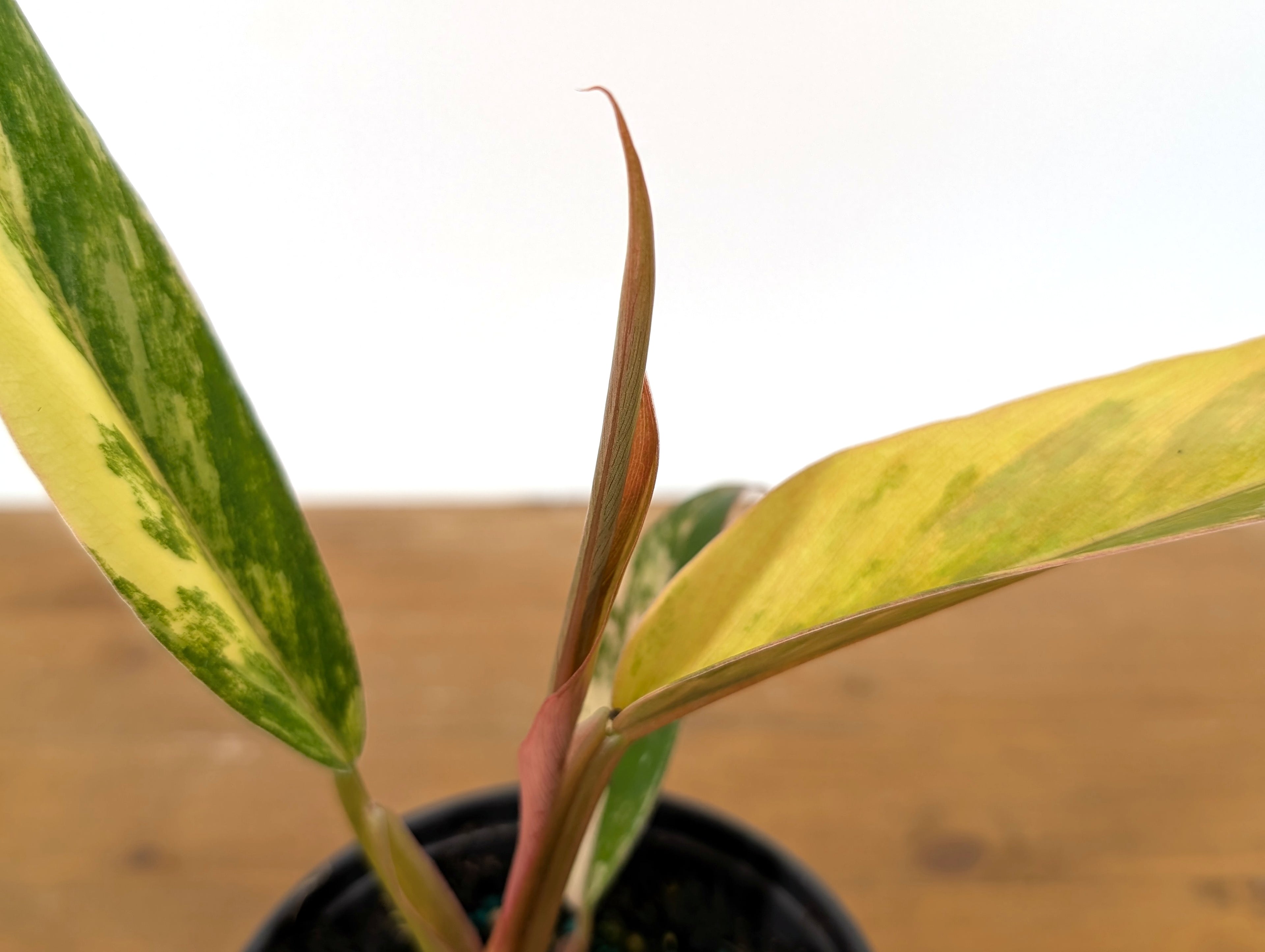 Philodendron Caramel Marble Variegated