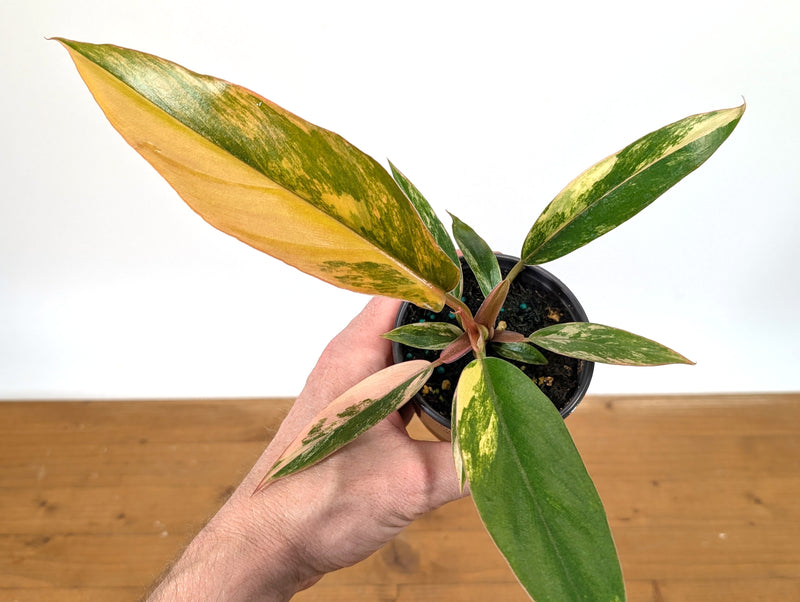 Philodendron Caramel Marble Variegated