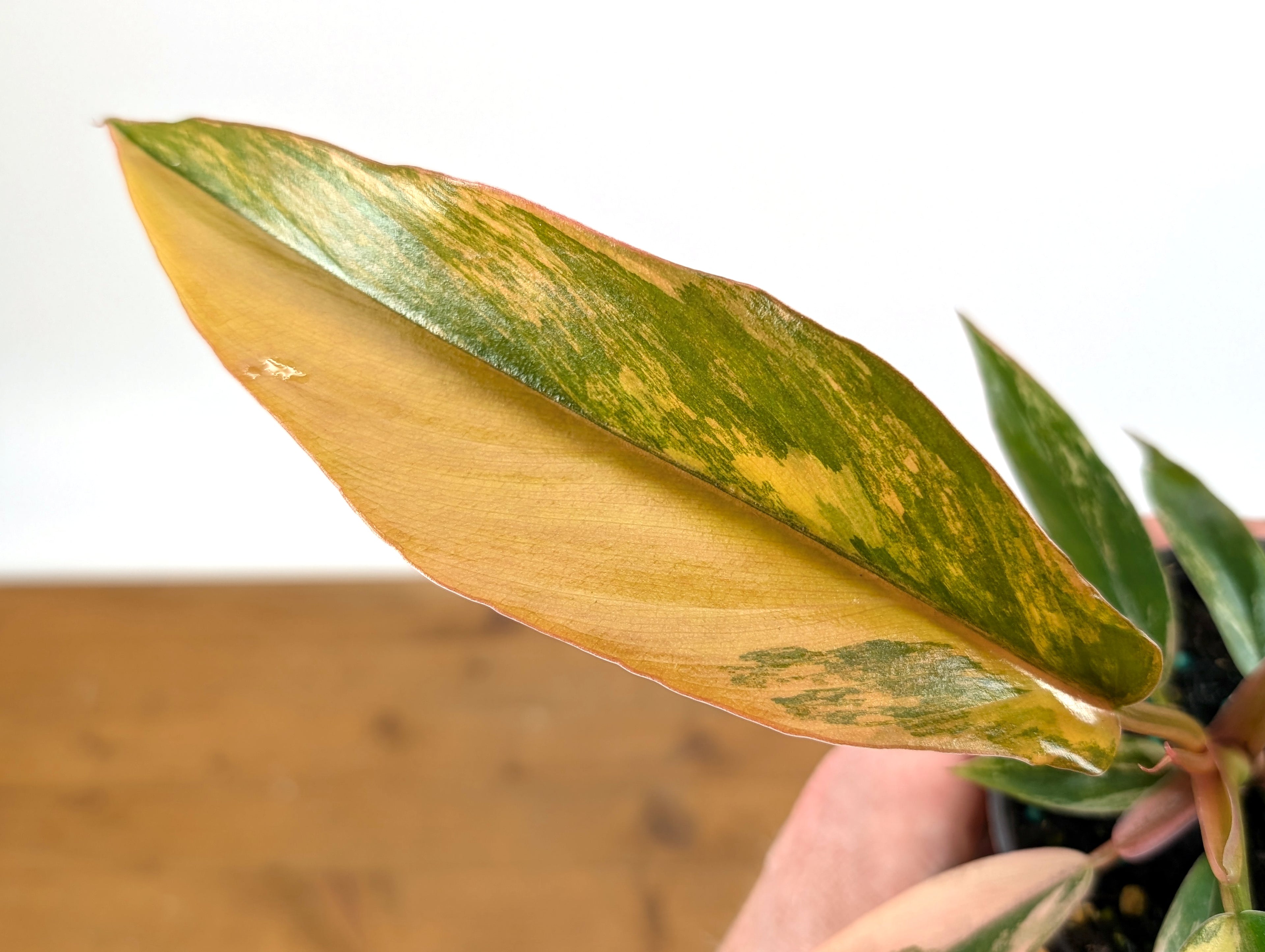 Philodendron Caramel Marble Variegated