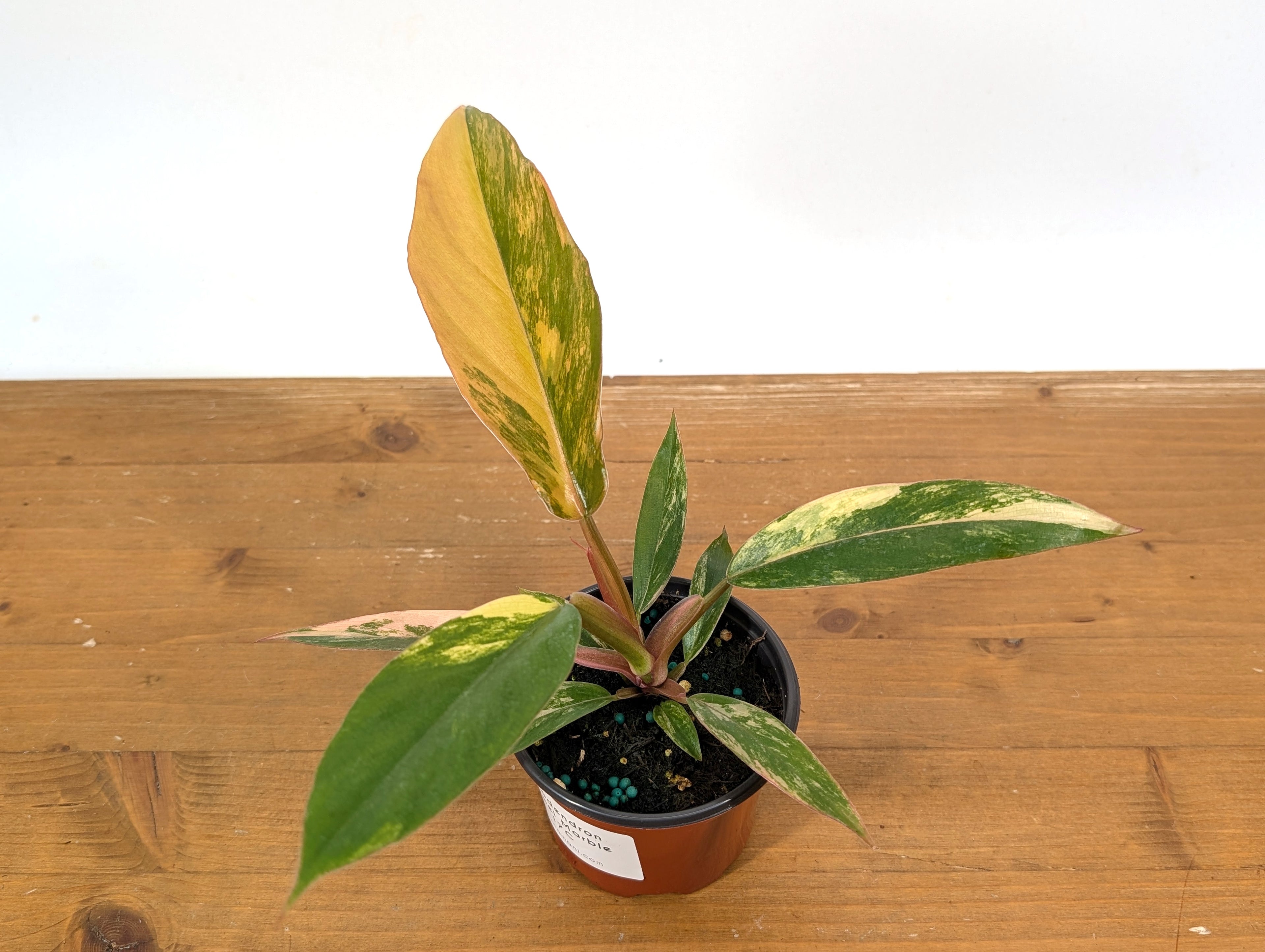 Philodendron Caramel Marble Variegated