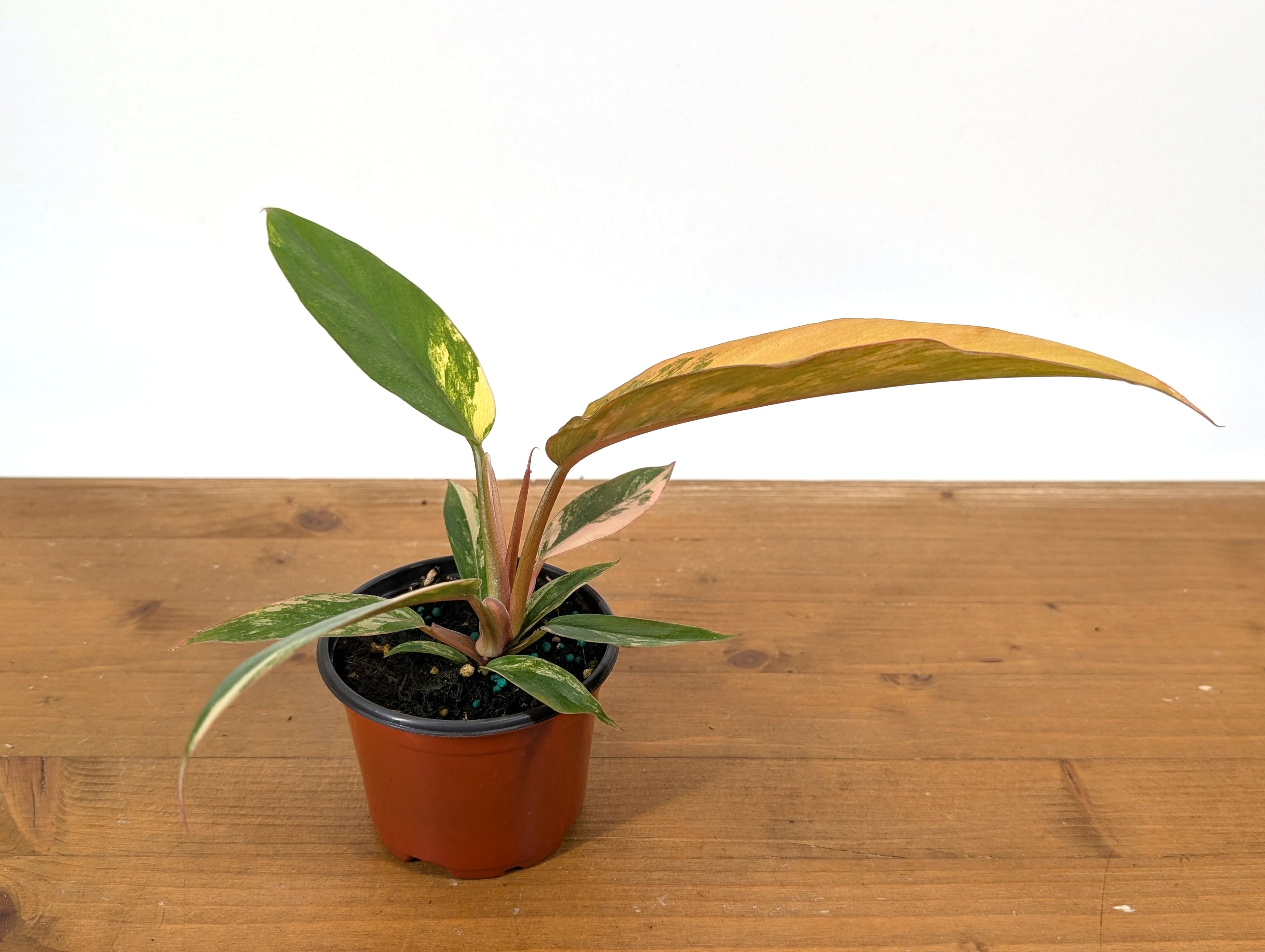 Philodendron Caramel Marble Variegated