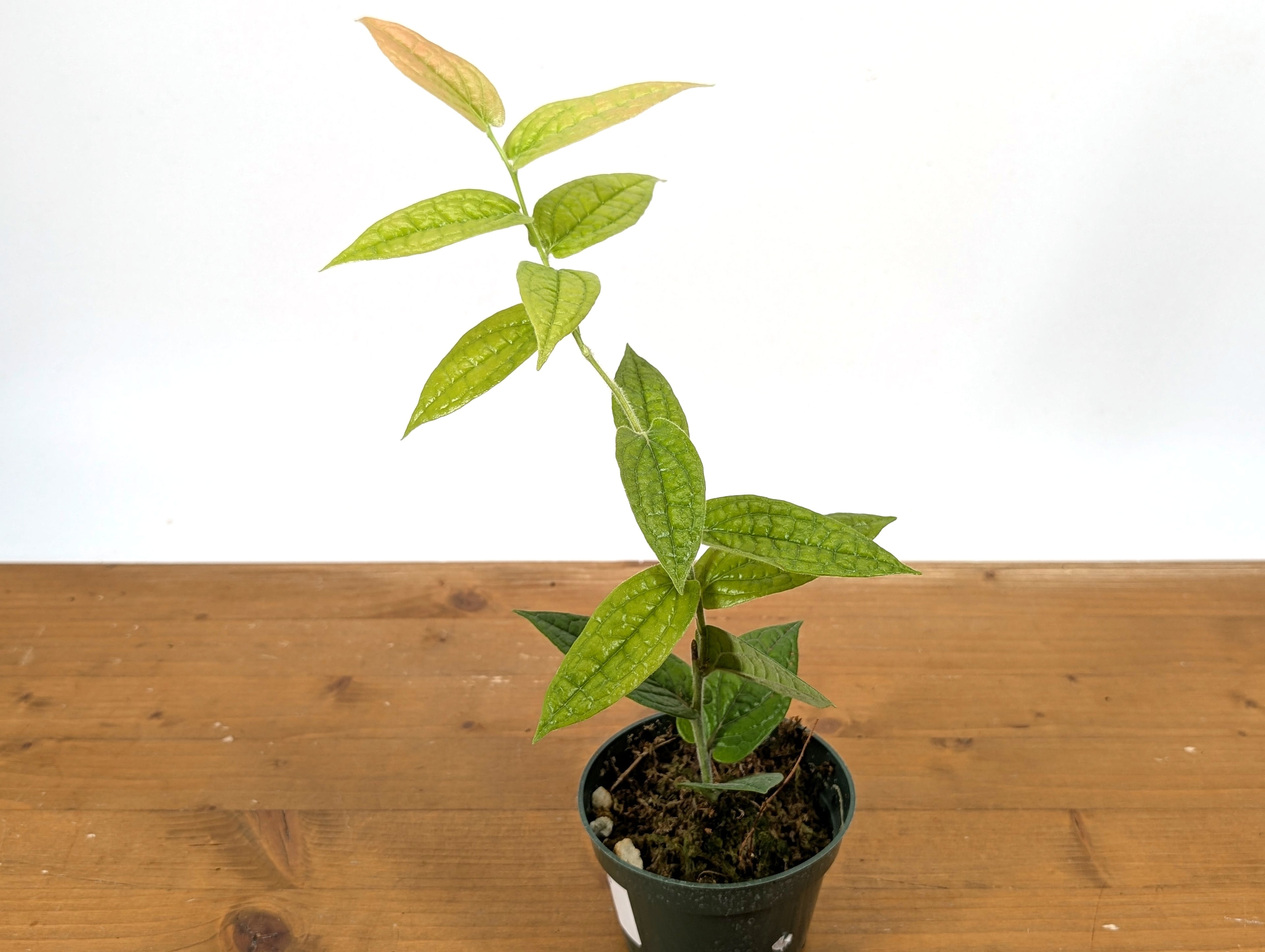 Ceratostema Lanigerum &