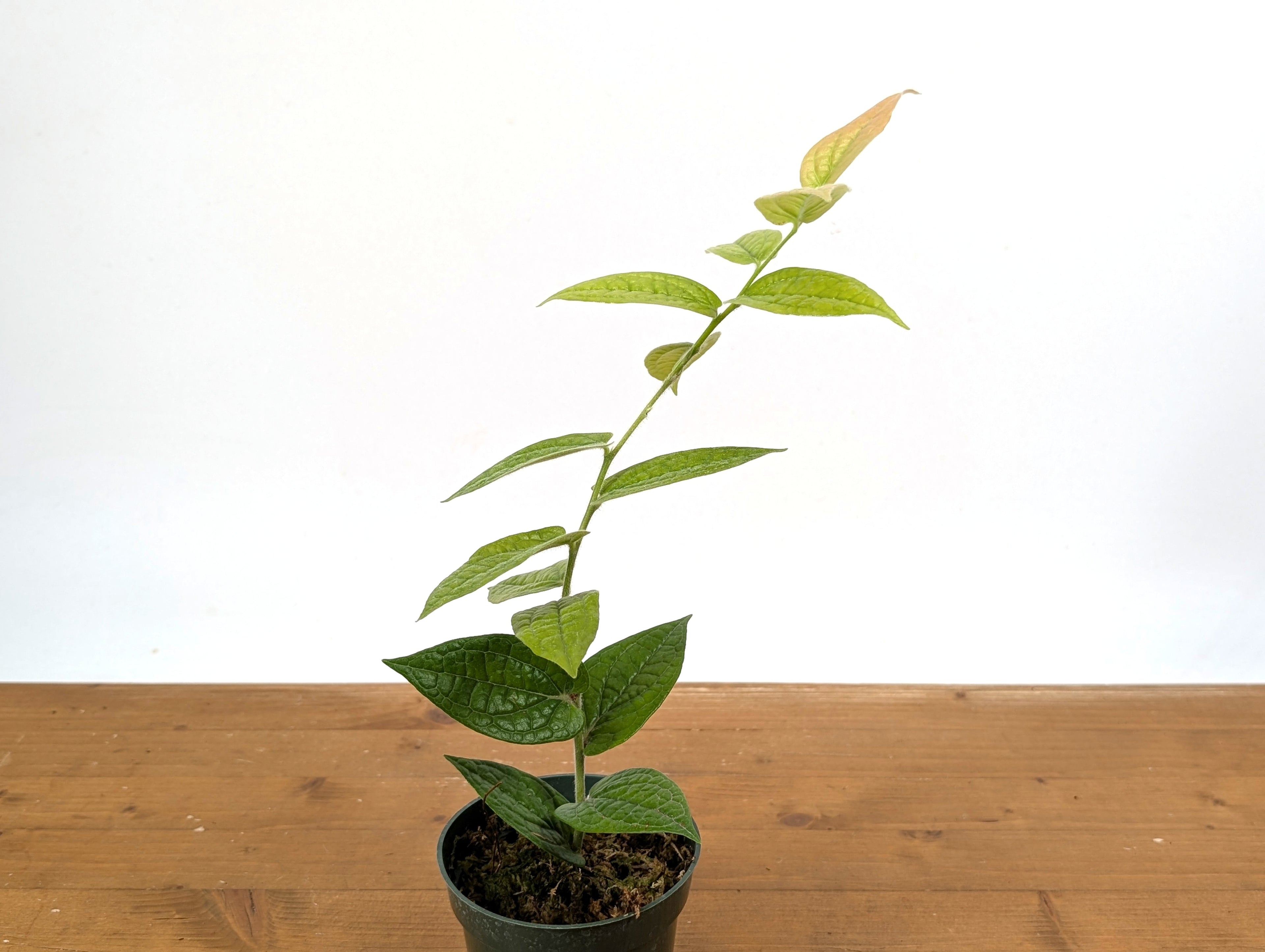 Ceratostema Lanigerum &