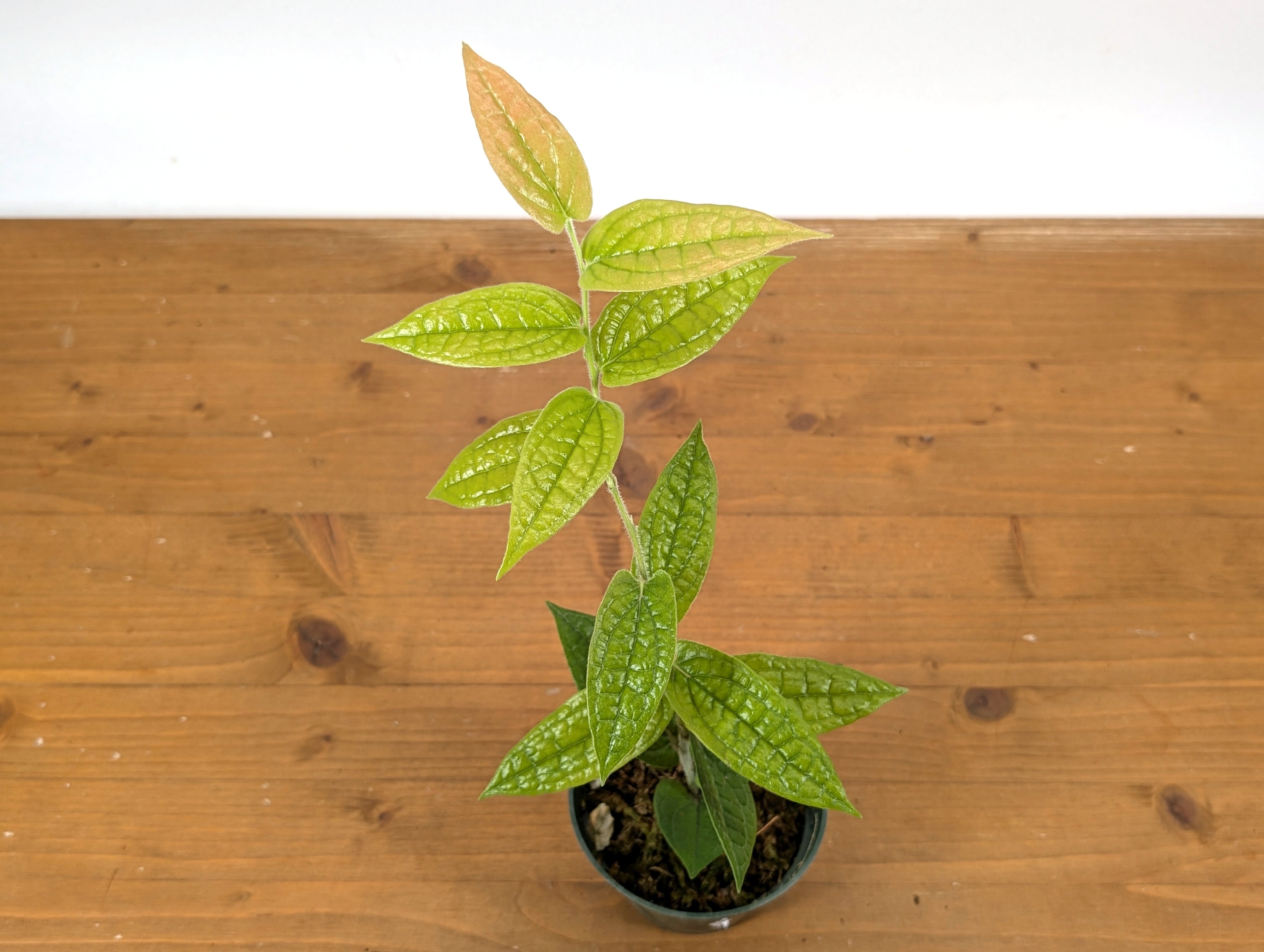 Ceratostema Lanigerum &