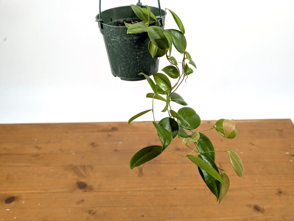 Ceratostema Loucianae 'Villosa'