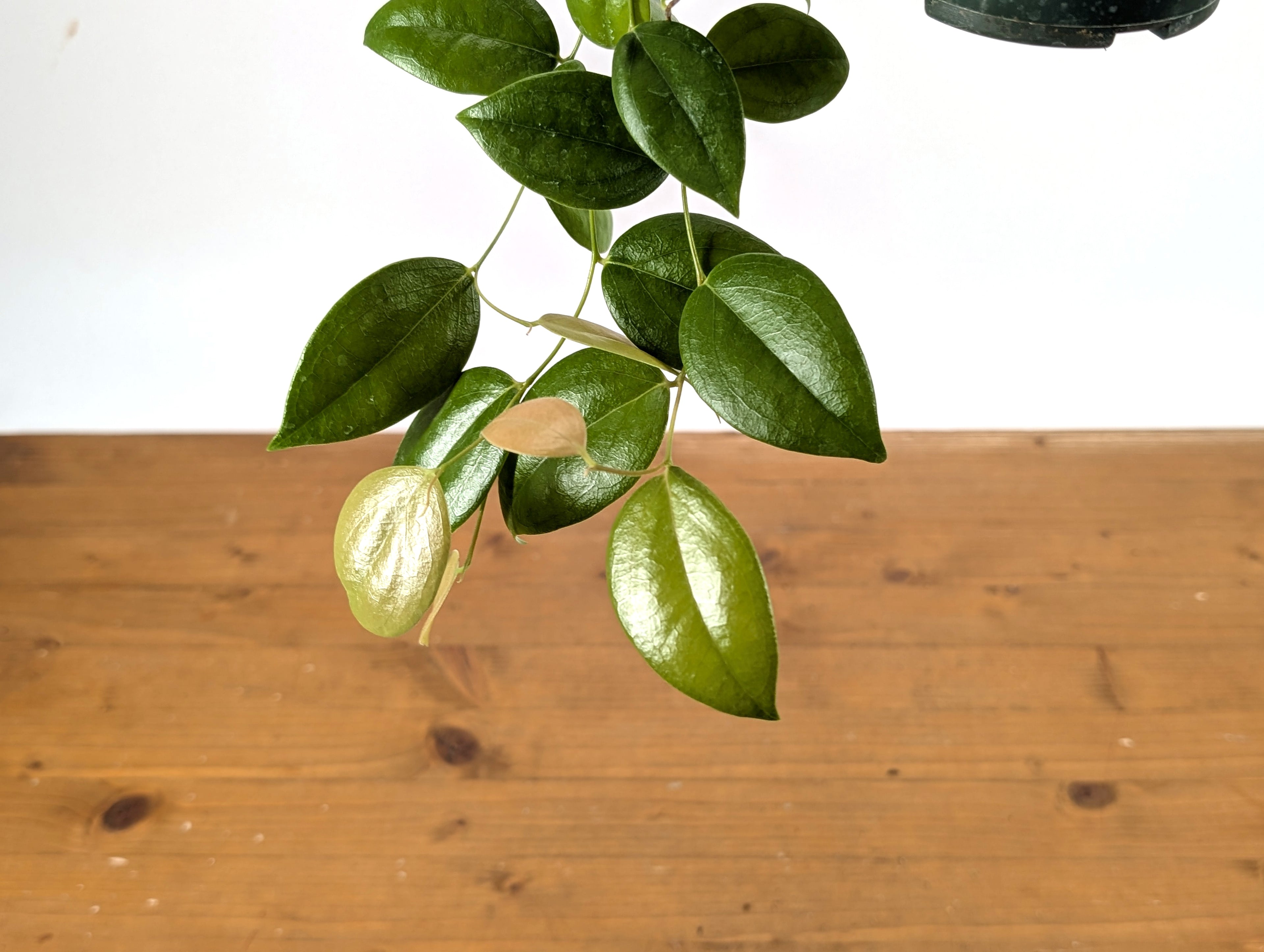 Ceratostema Loucianae &