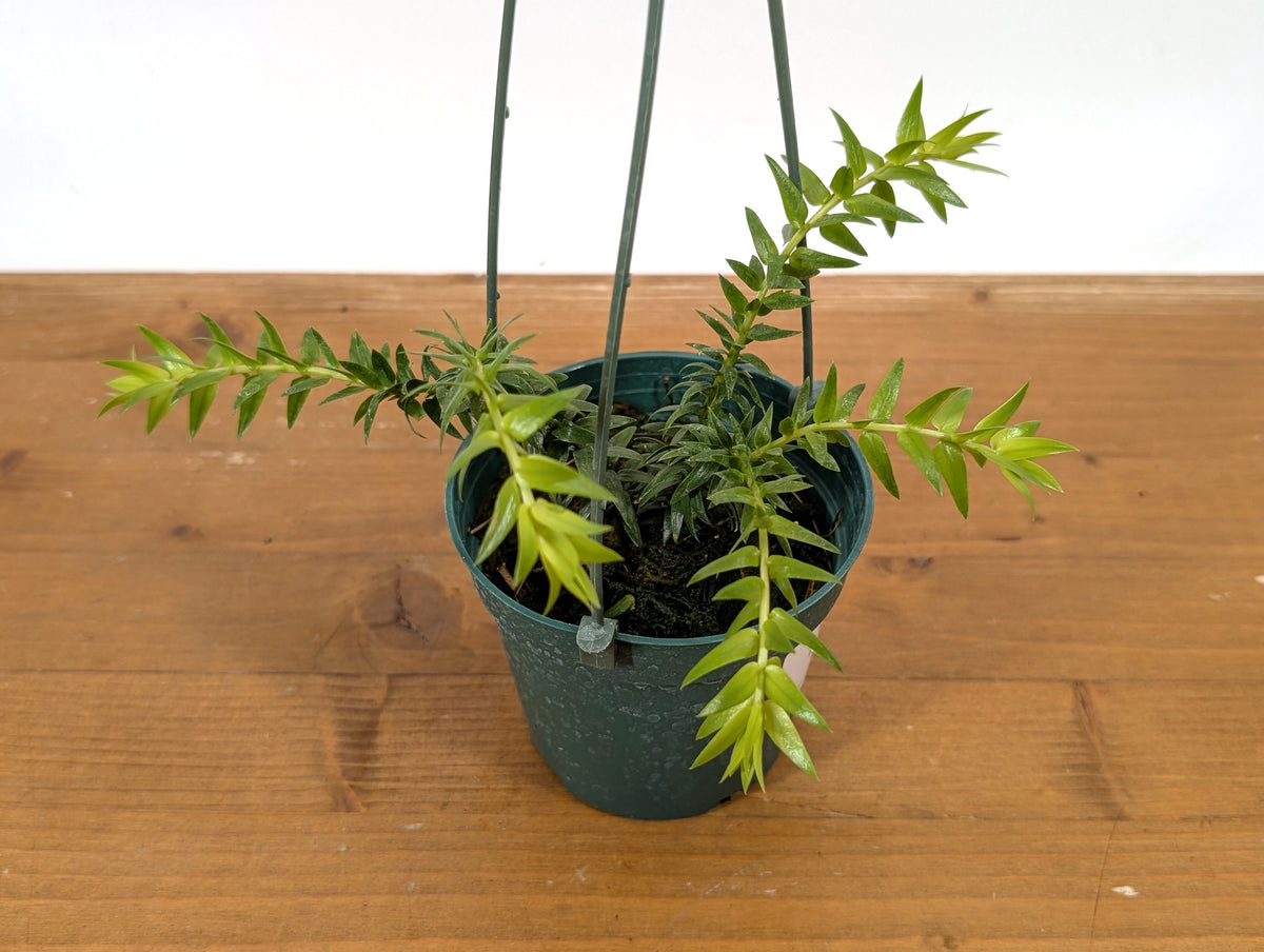 Huperzia Phlegmaria 'White Stem'