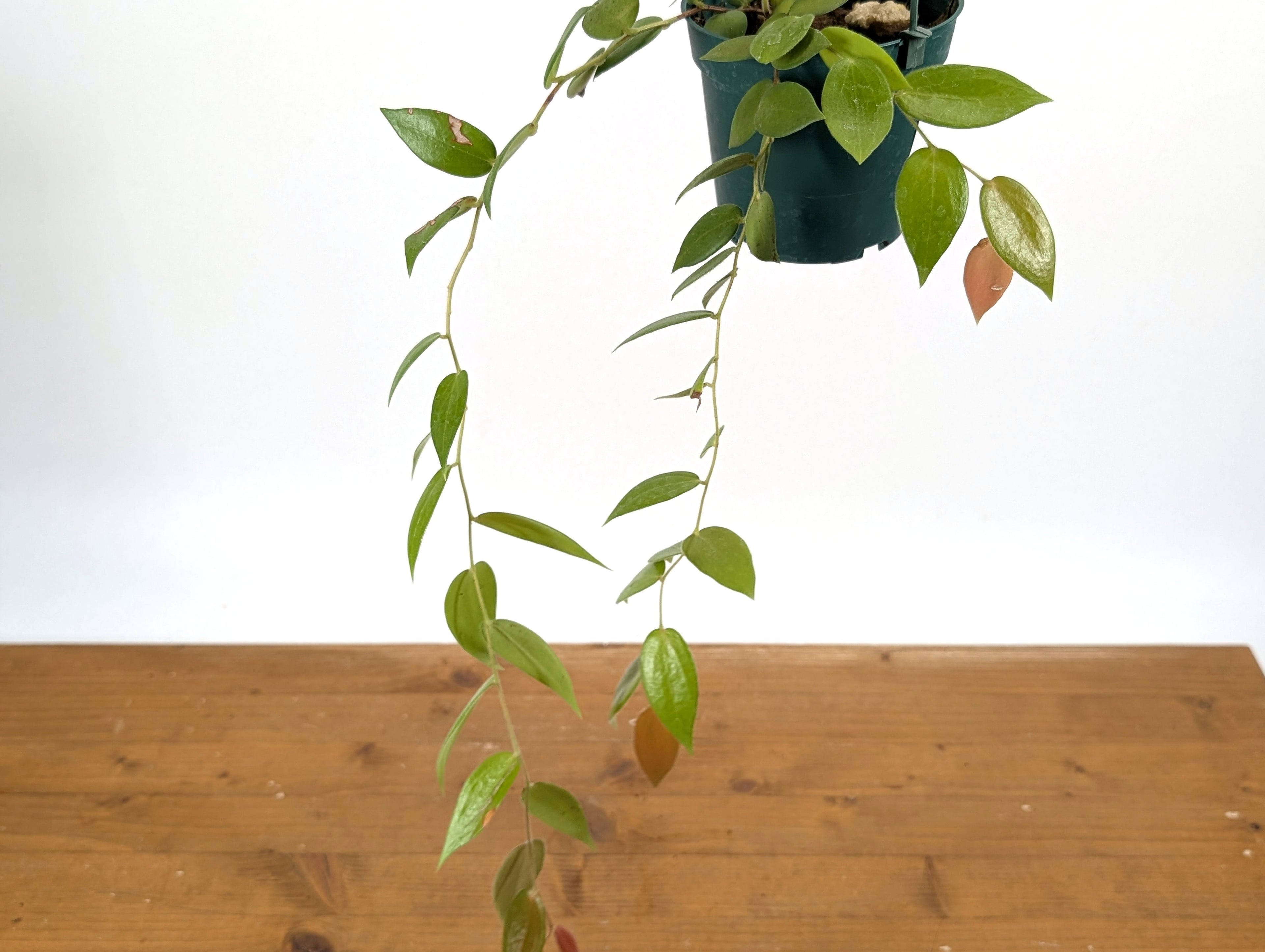 Ceratostema Zamorana