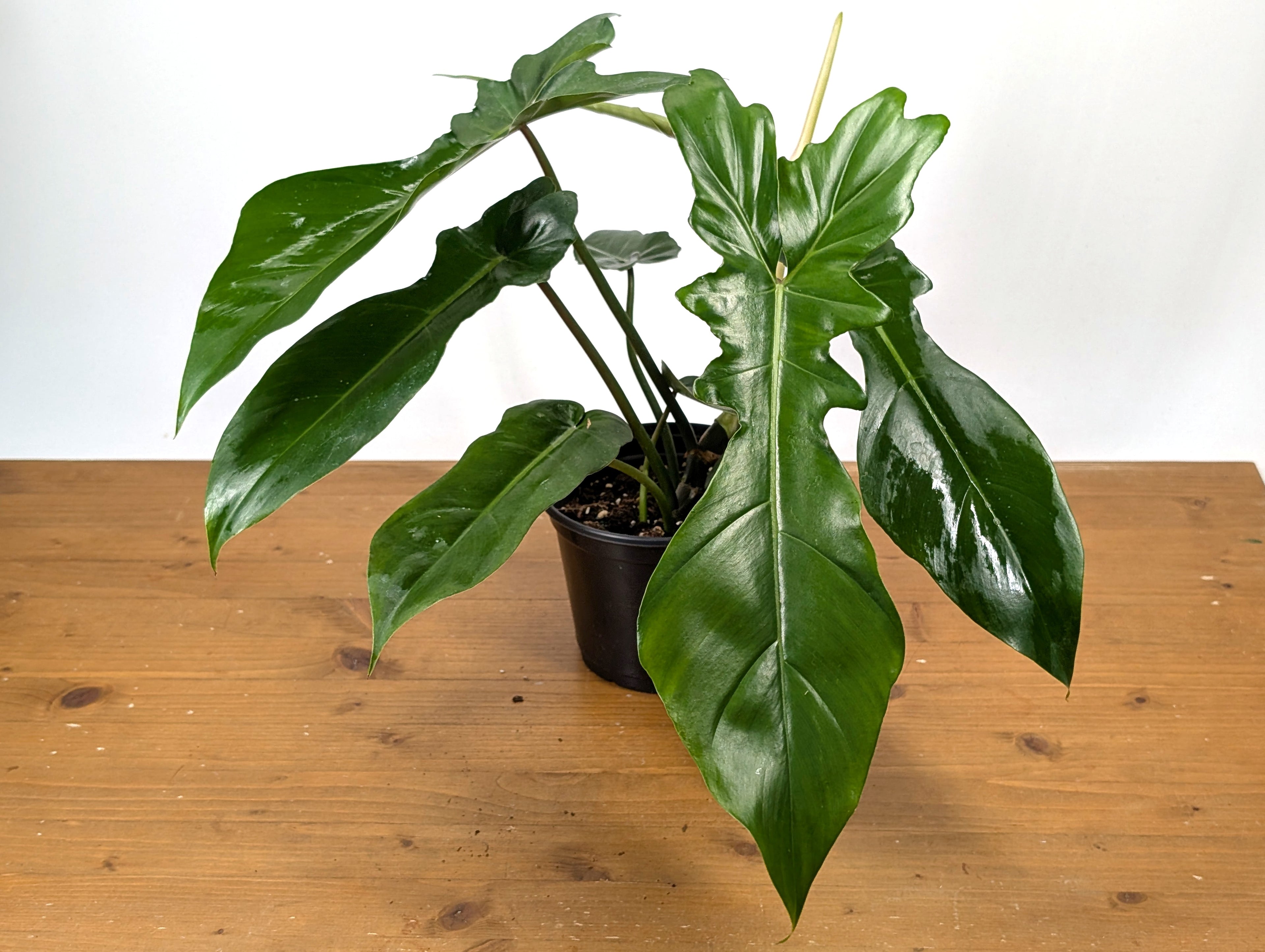 Philodendron Florida Beauty x Bob Cee