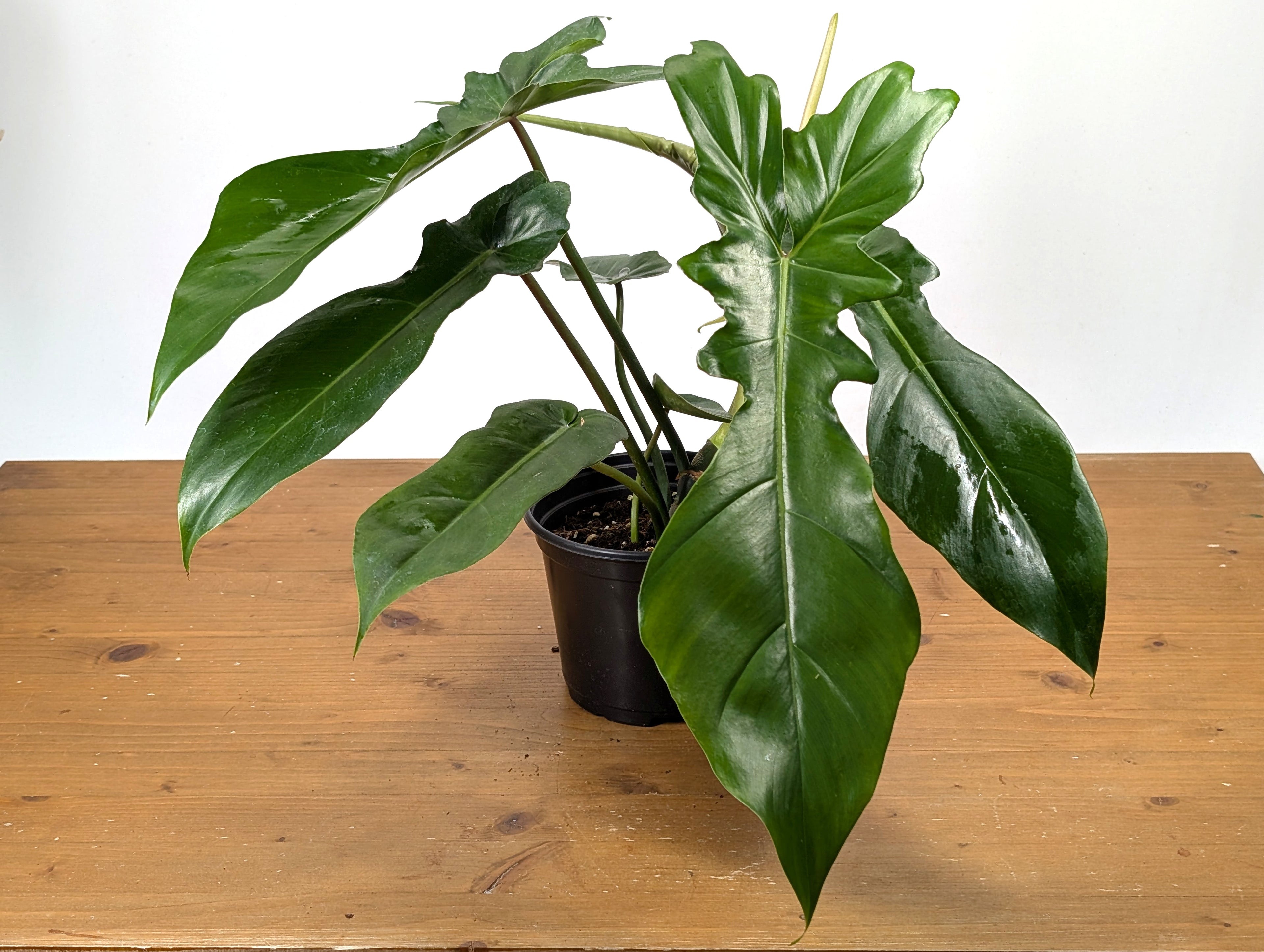 Philodendron Florida Beauty x Bob Cee