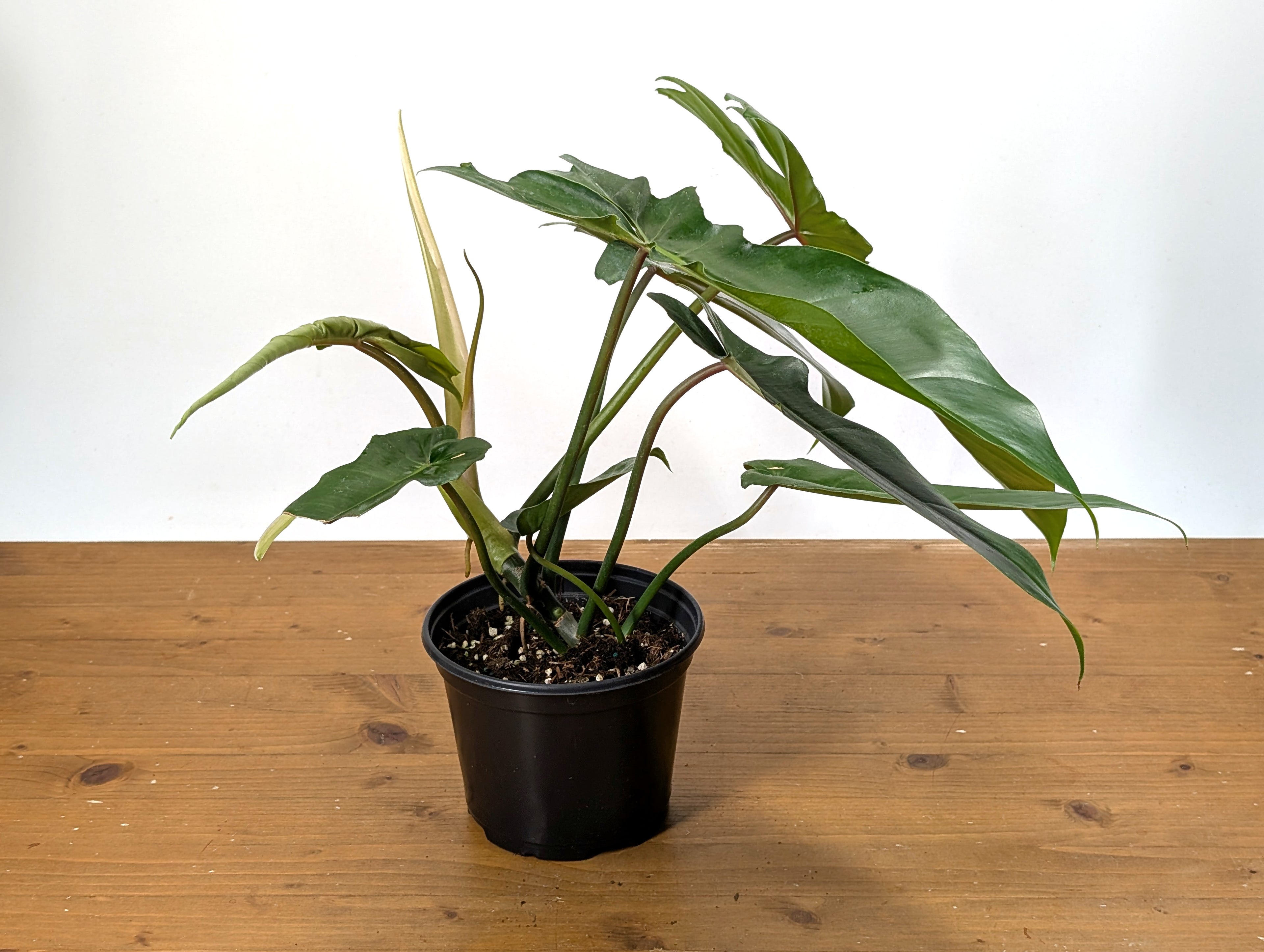 Philodendron Florida Beauty x Bob Cee