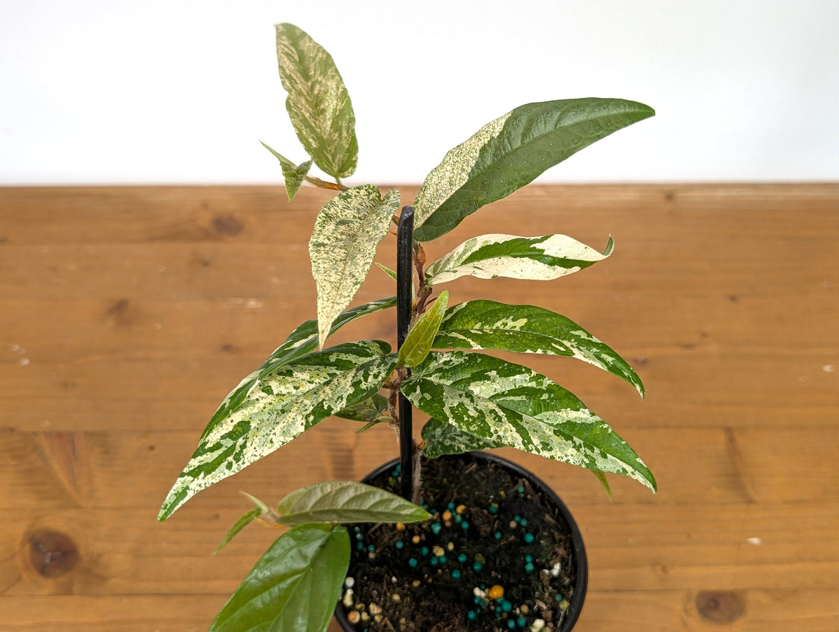 Ficus Sagittata Variegated