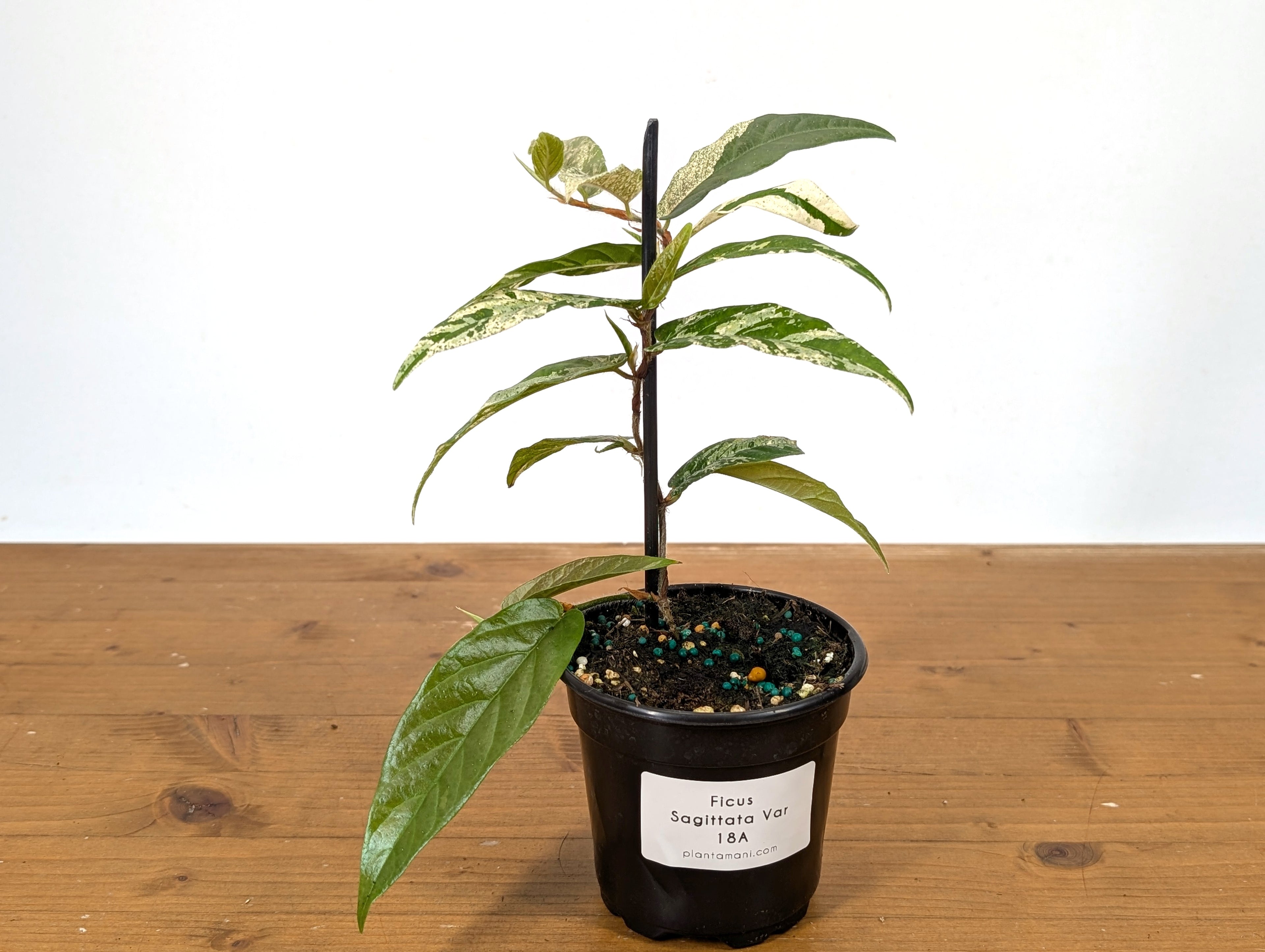 Ficus Sagittata Variegated