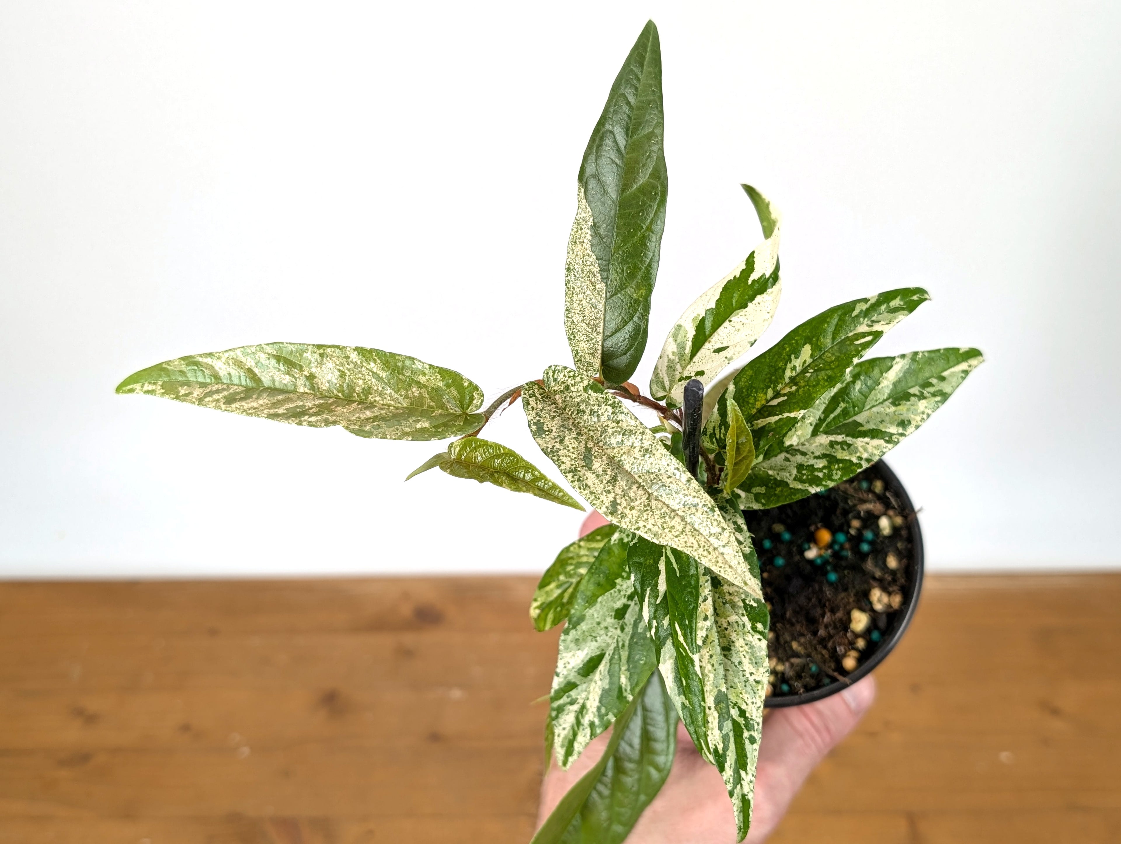 Ficus Sagittata Variegated