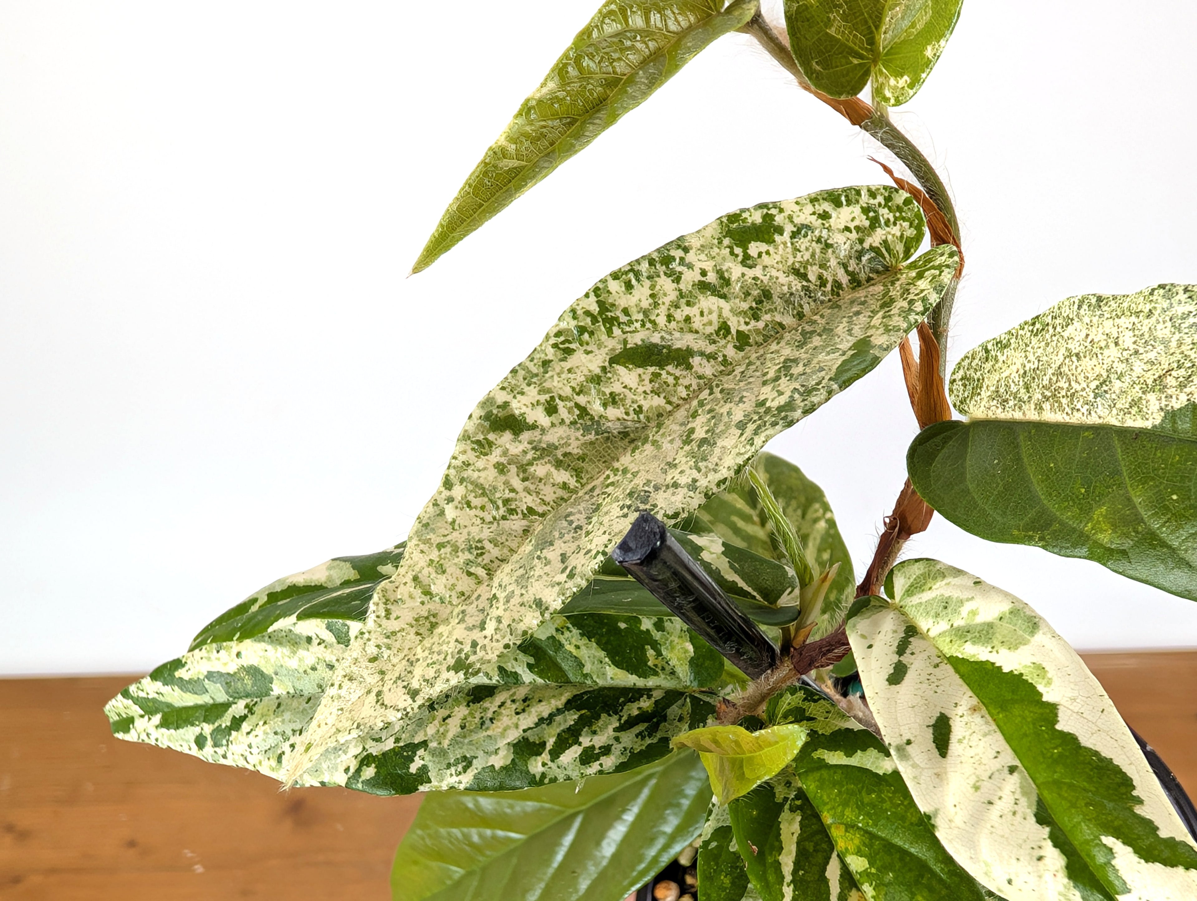 Ficus Sagittata Variegated