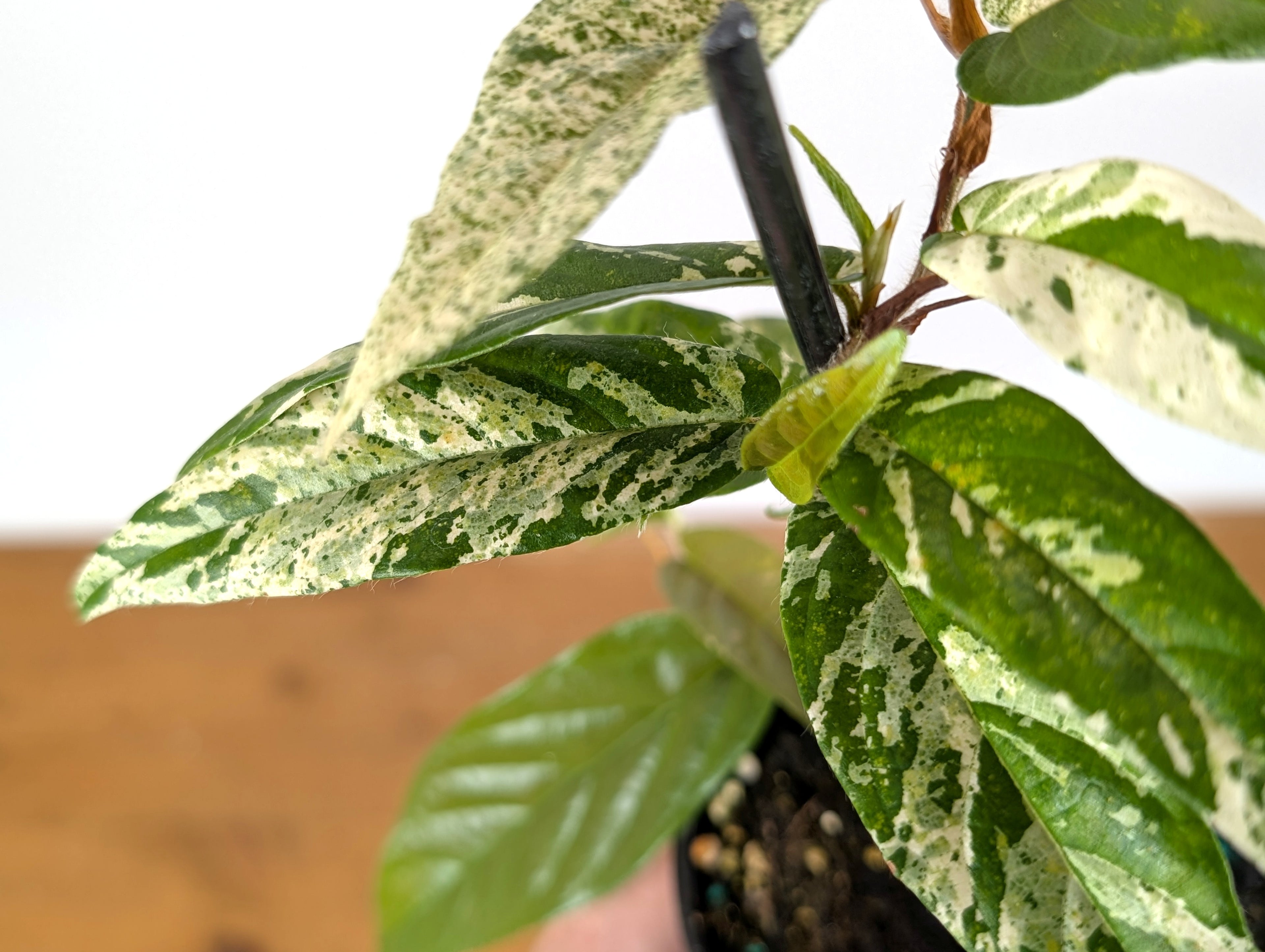 Ficus Sagittata Variegated