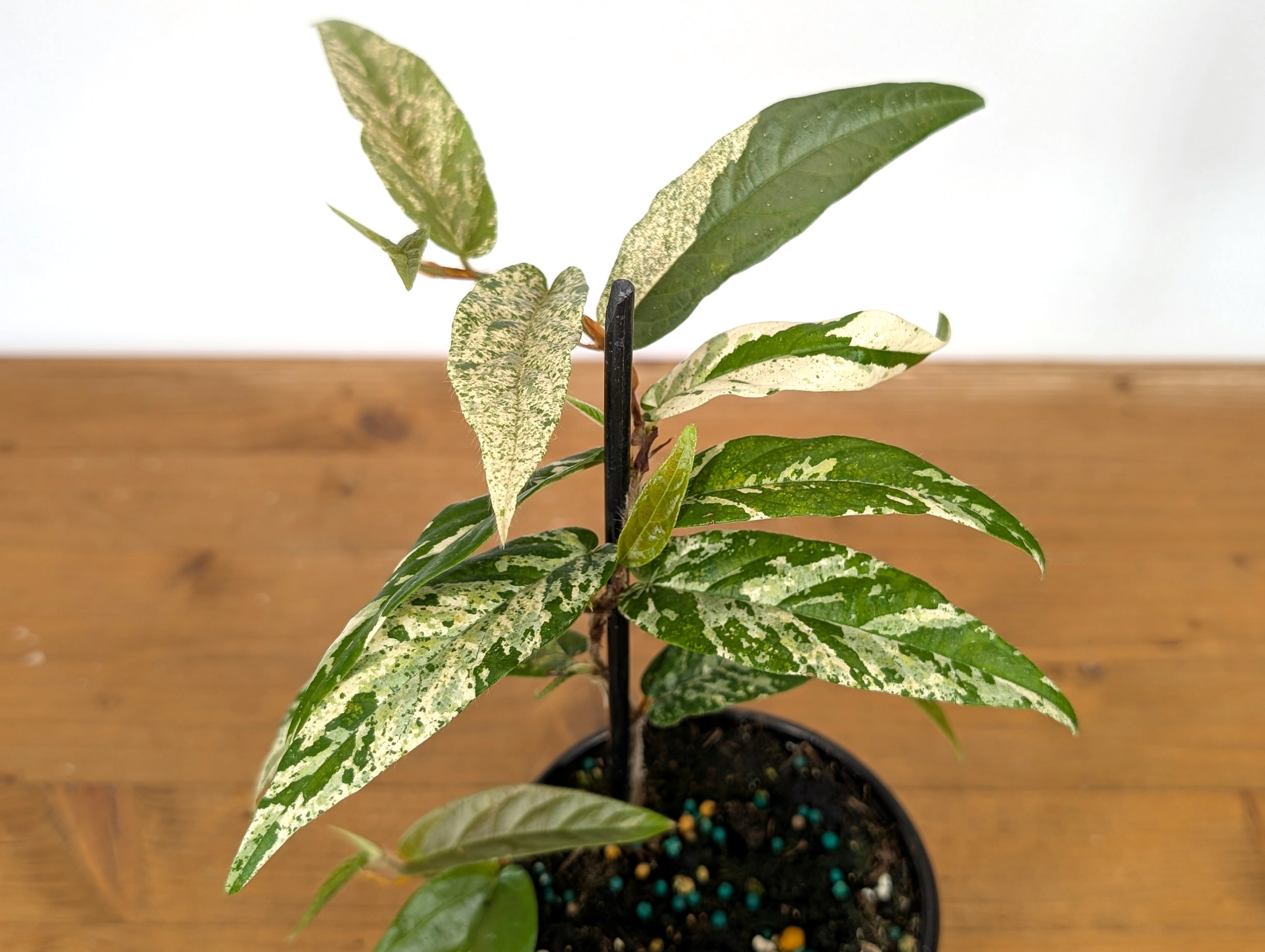 Ficus Sagittata Variegated
