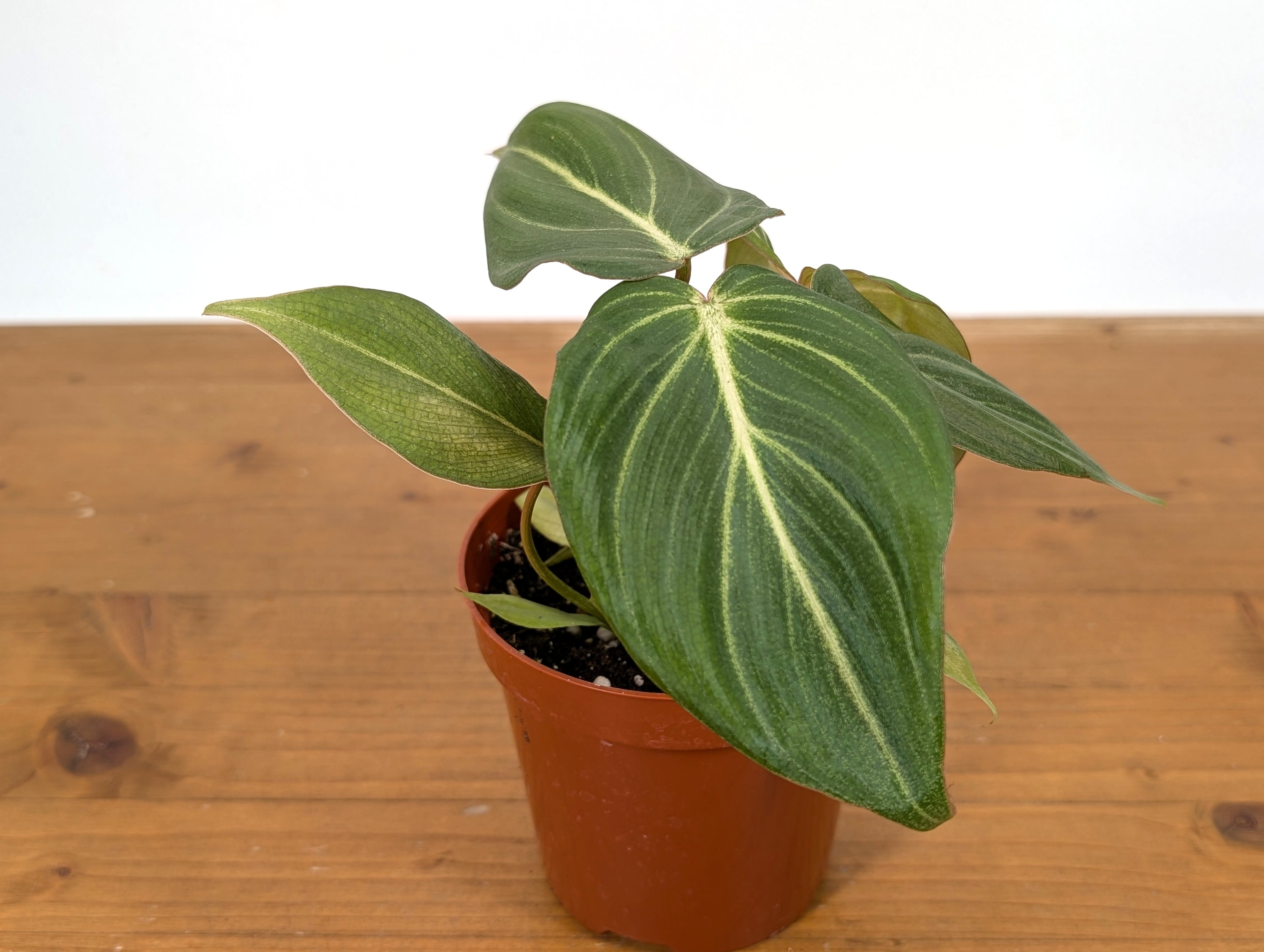 Philodendron Gloriosum Zebra &