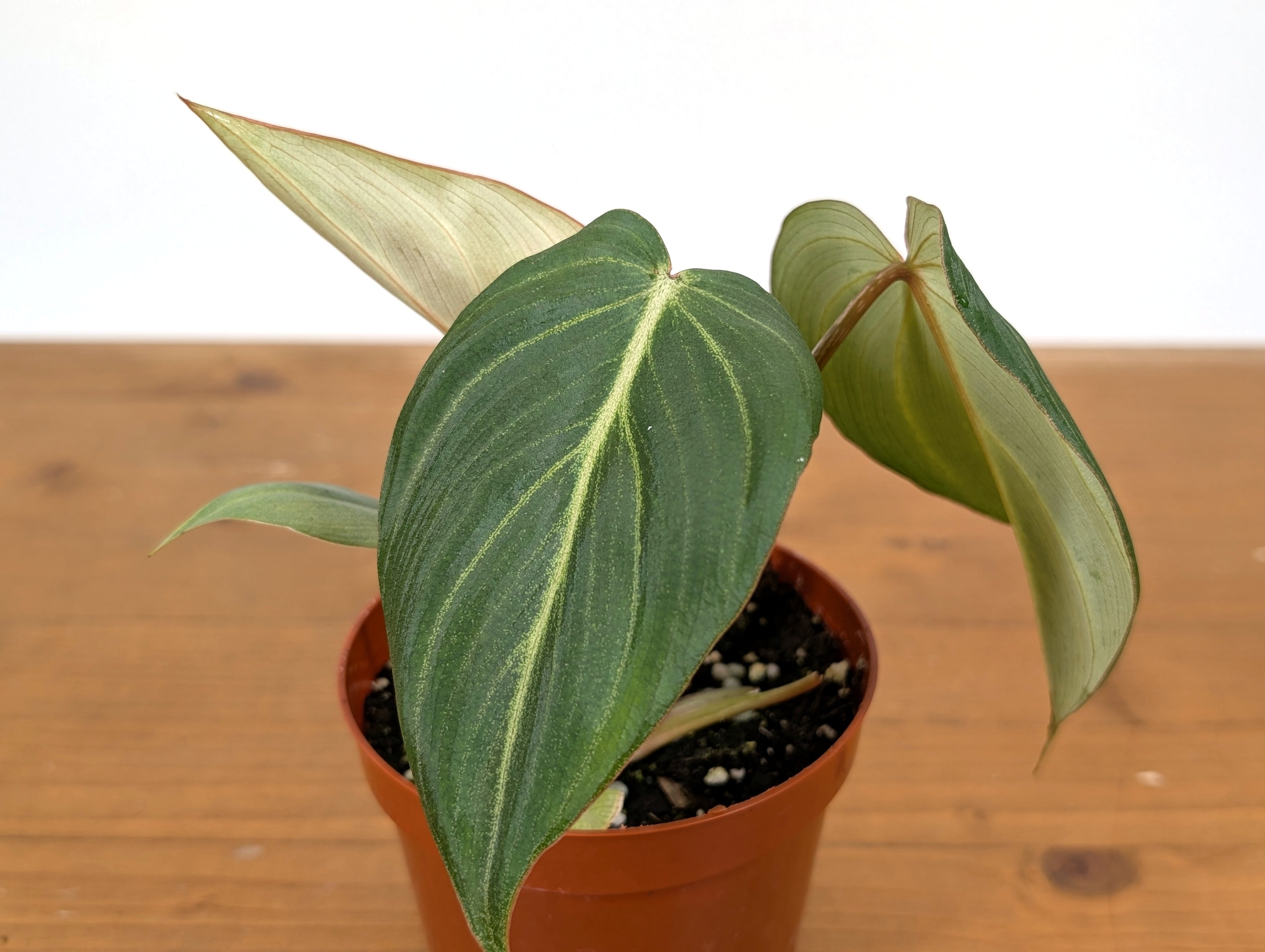 Philodendron Gloriosum Zebra &