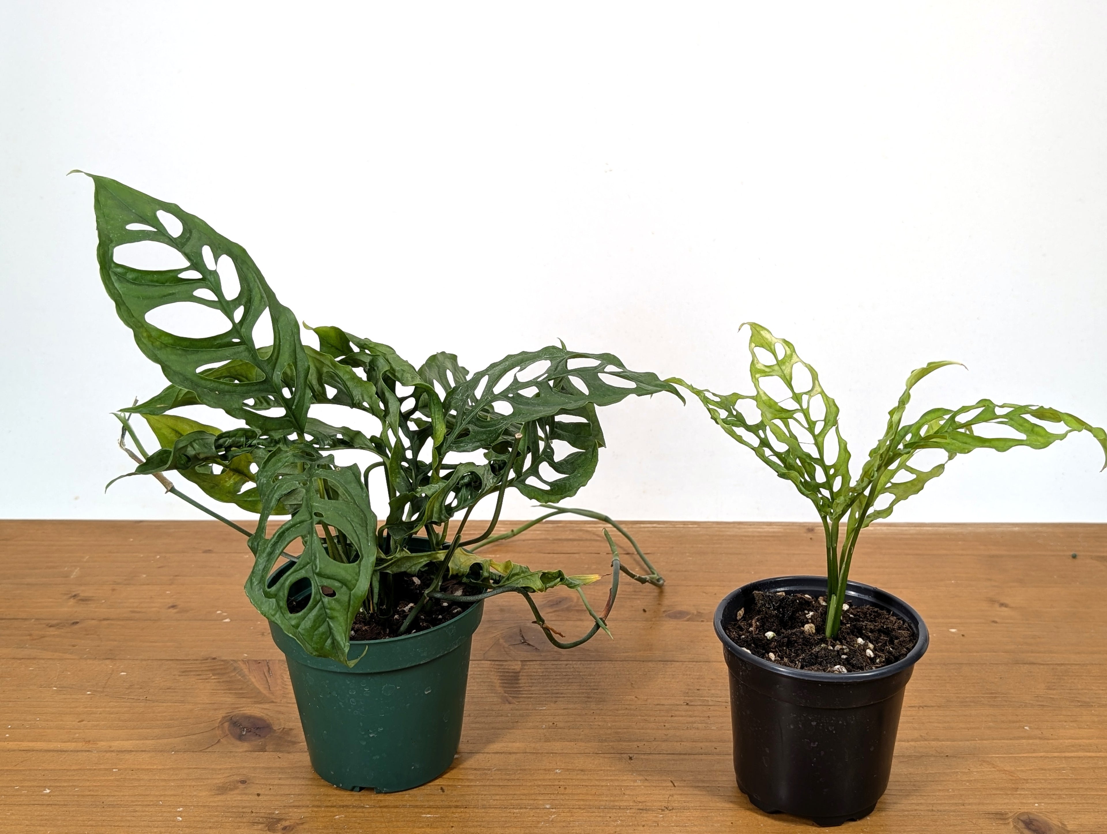Monstera Obliqua Peru