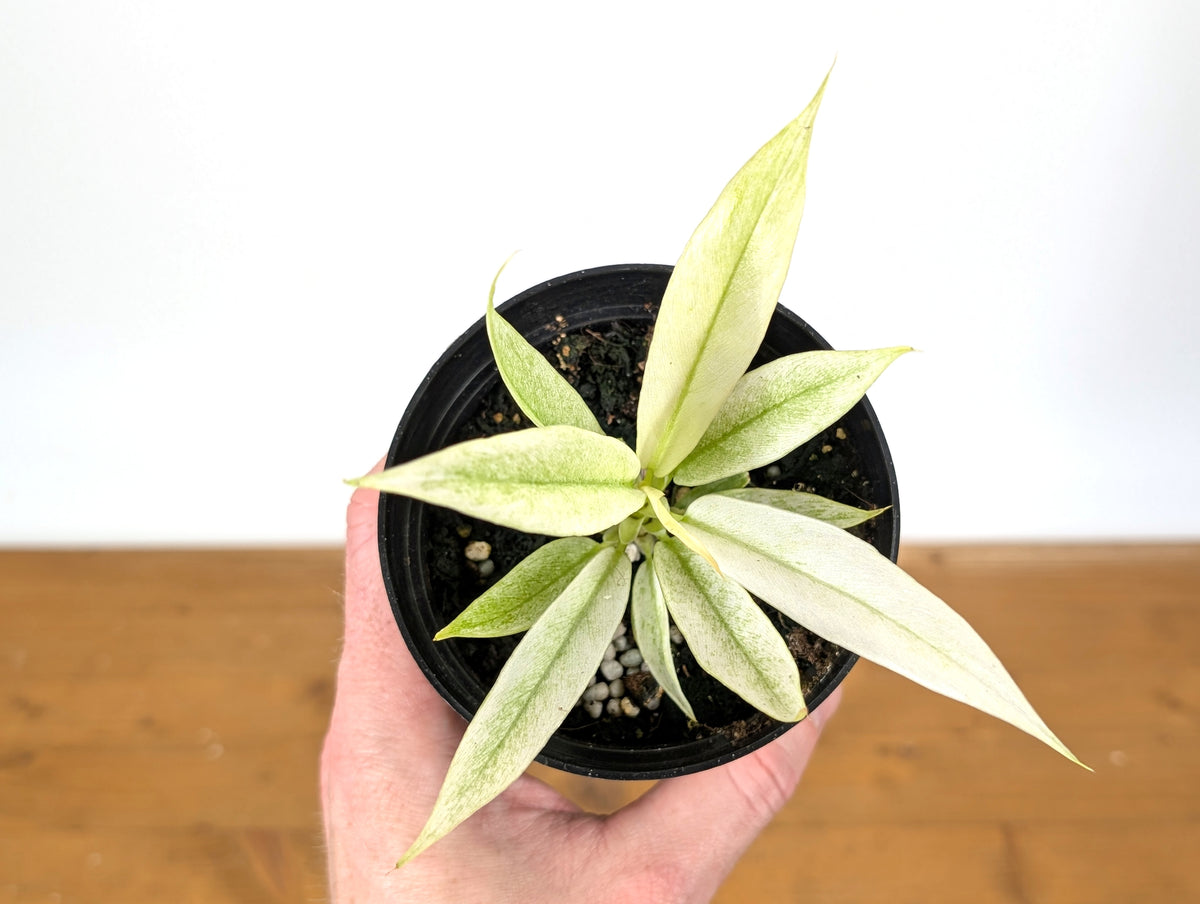 Philodendron Ring of Fire Mint Variegated