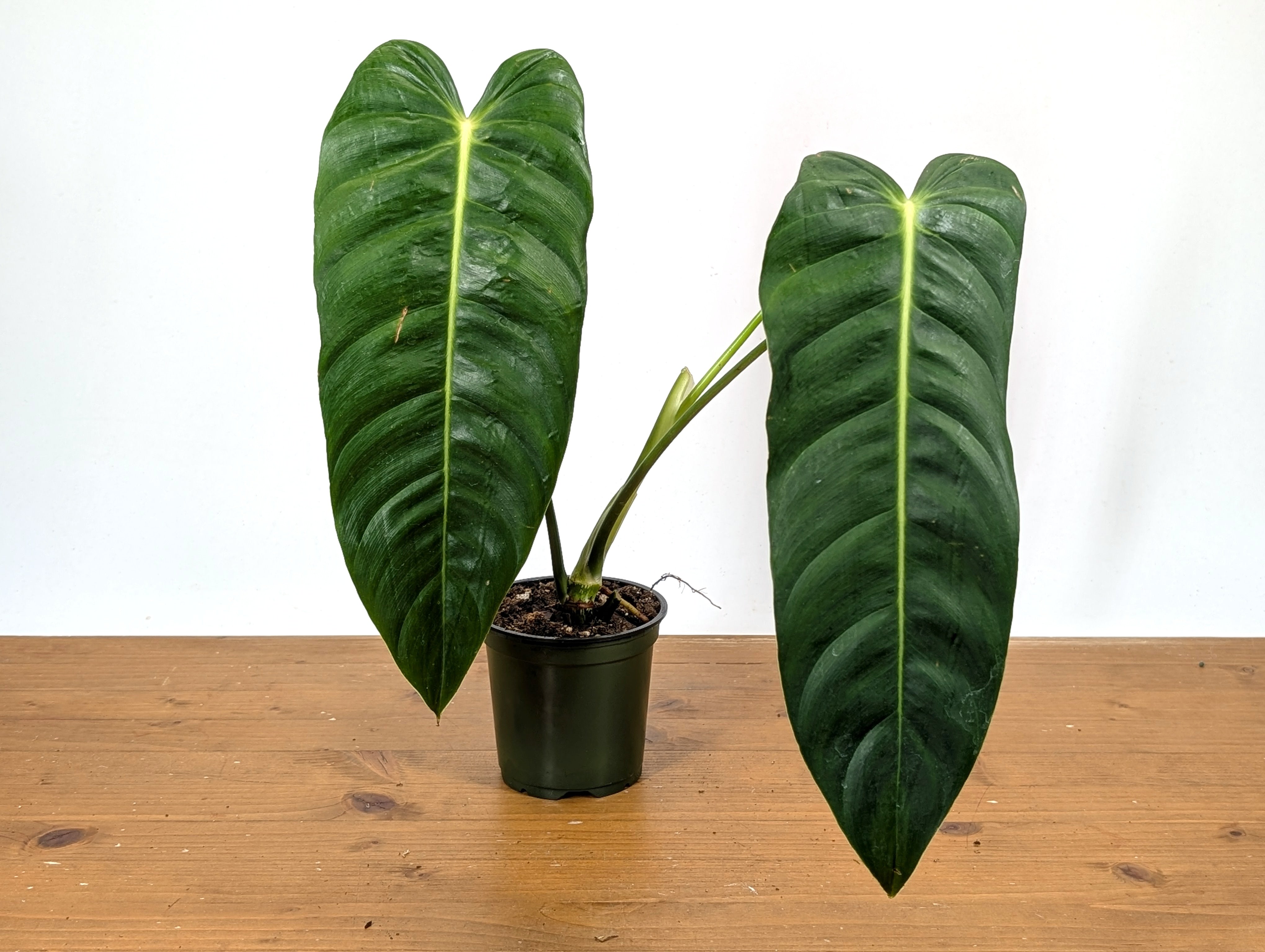 philodendron esmeraldense narrow vs regular Philodendron esmeraldense Narrow Form #1907