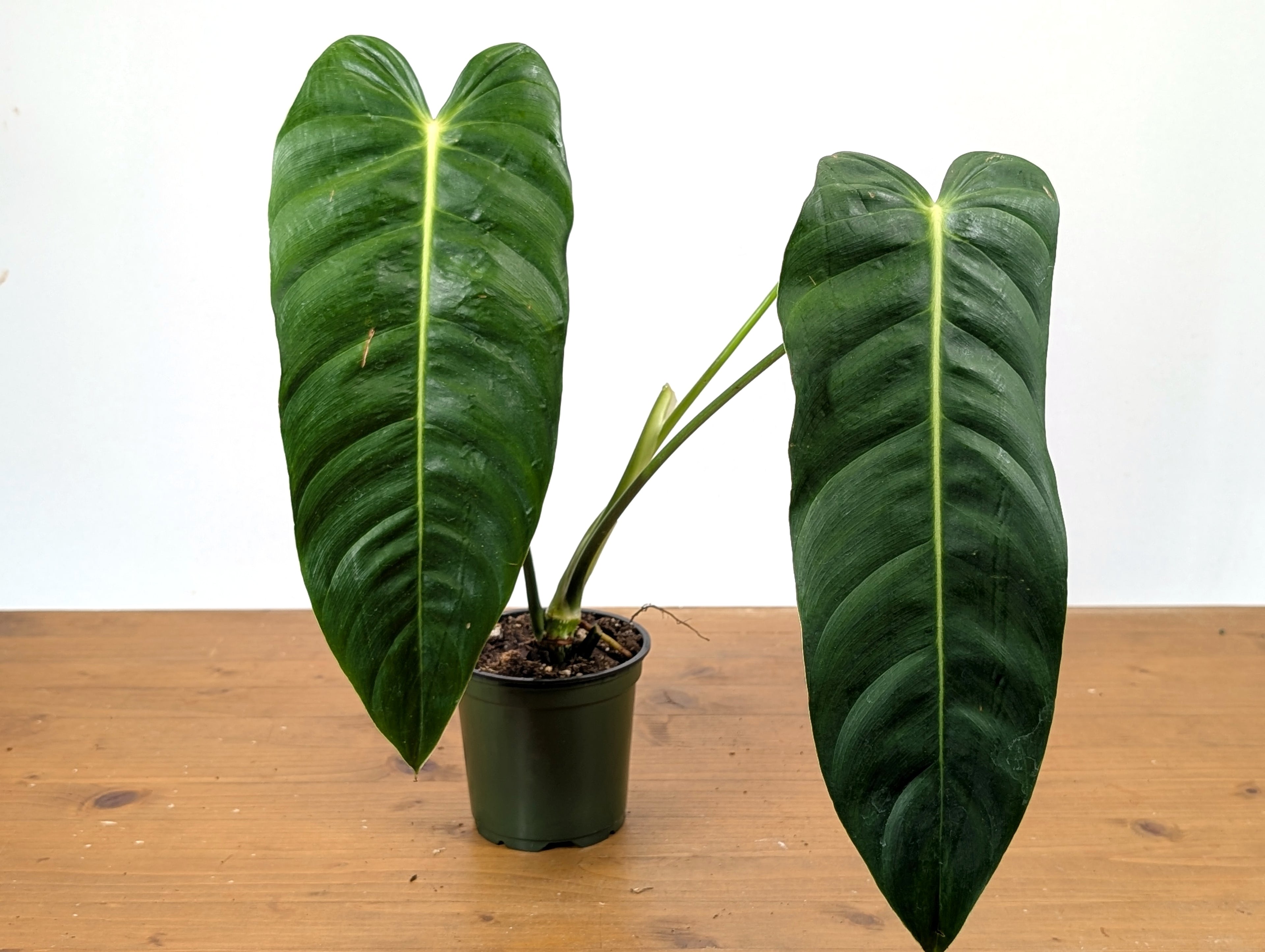 Philodendron Esmeraldense Narrow