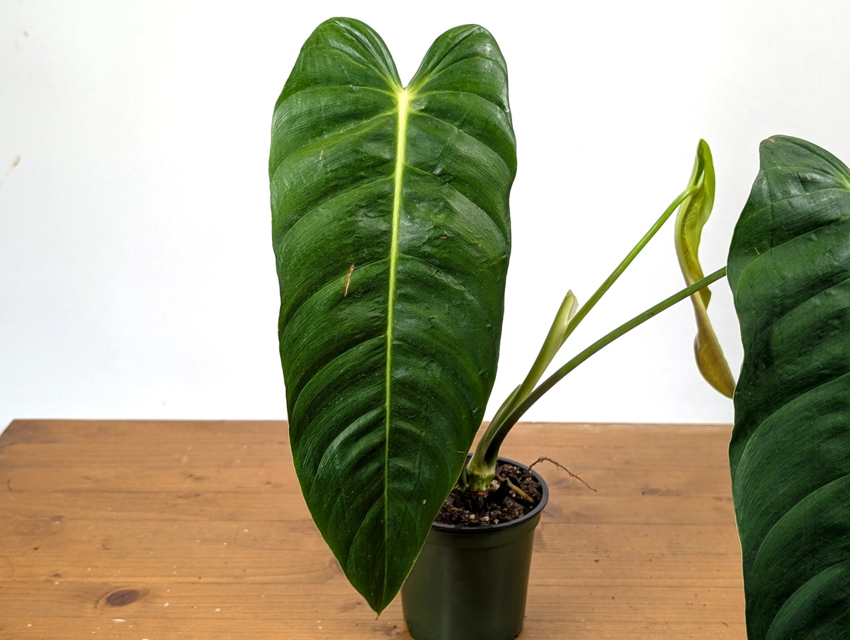Philodendron Esmeraldense Narrow