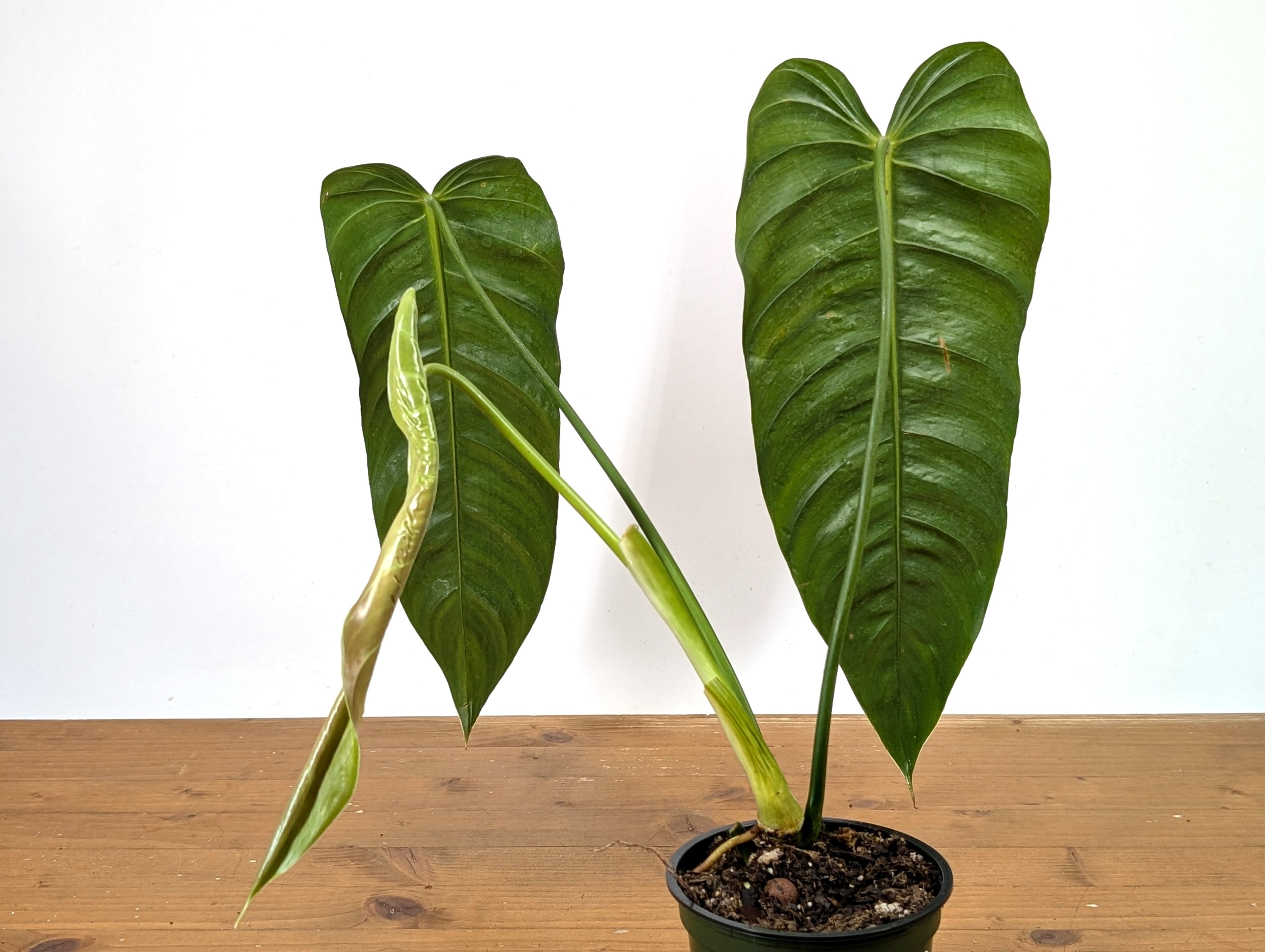 Philodendron Esmeraldense Narrow