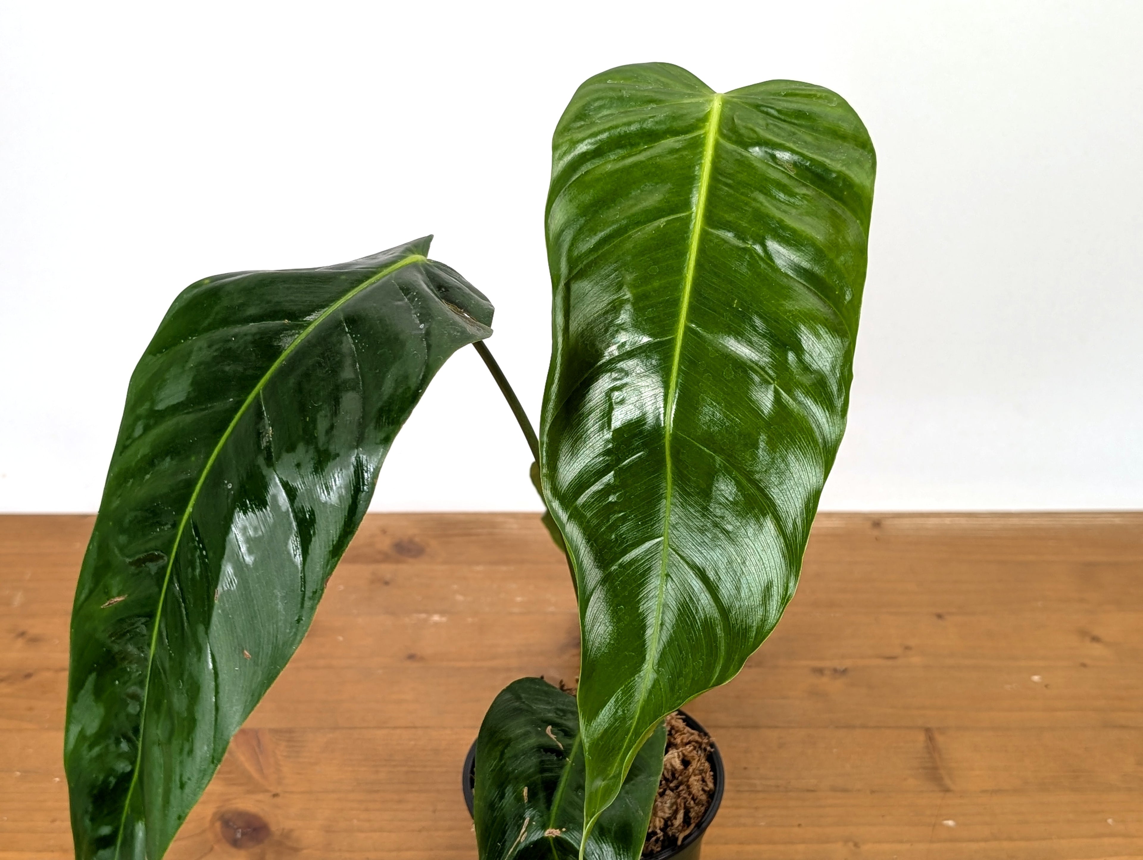 Philodendron Esmeralda Spirit (Esmeraldense x Spiritus Sancti)