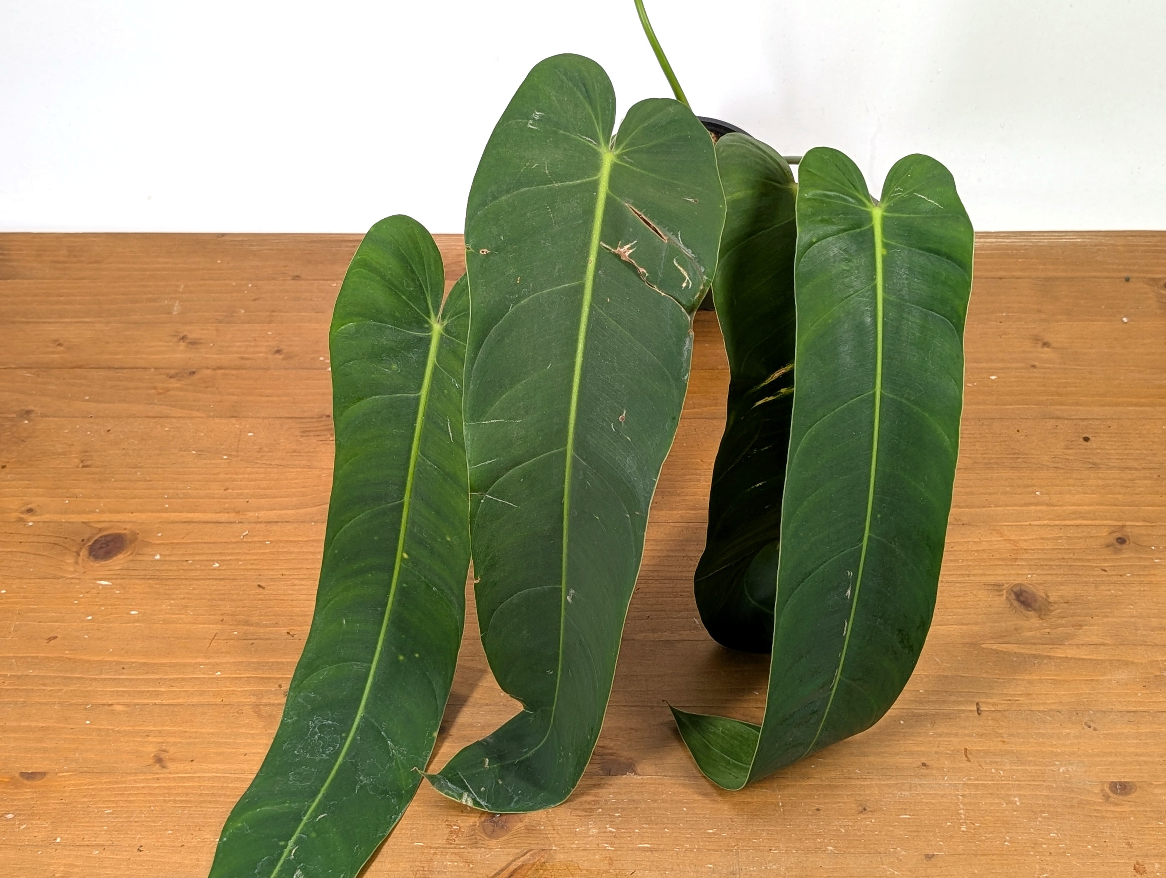 Philodendron Amazon Spirit (Patriciae x Spiritus Sancti)