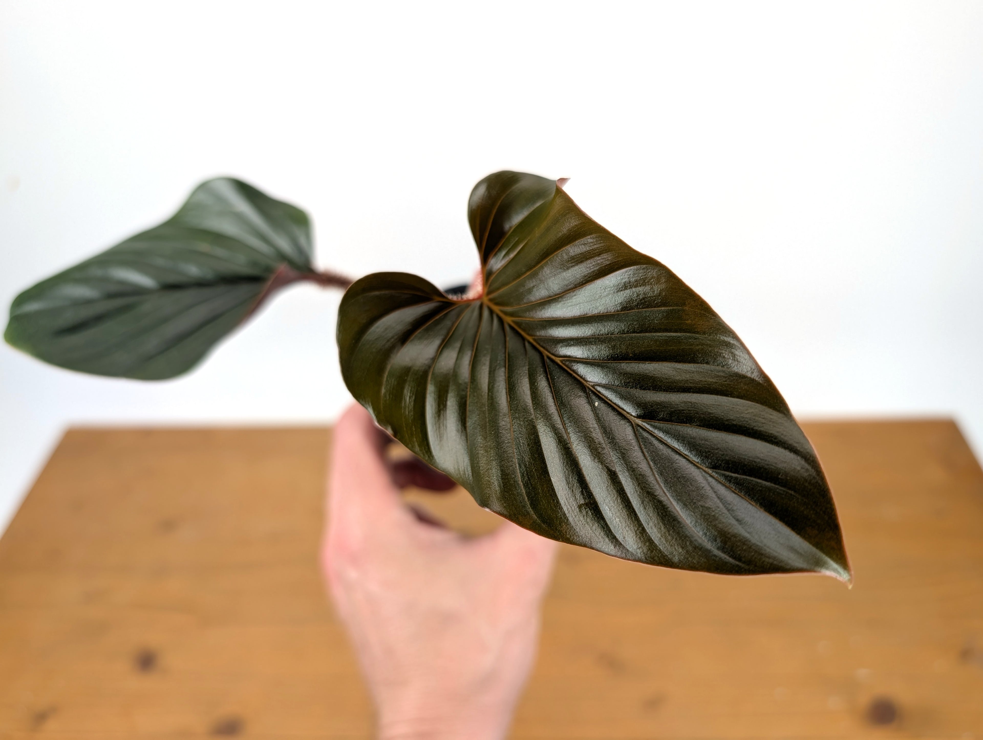 Philodendron Squamicaule Pink