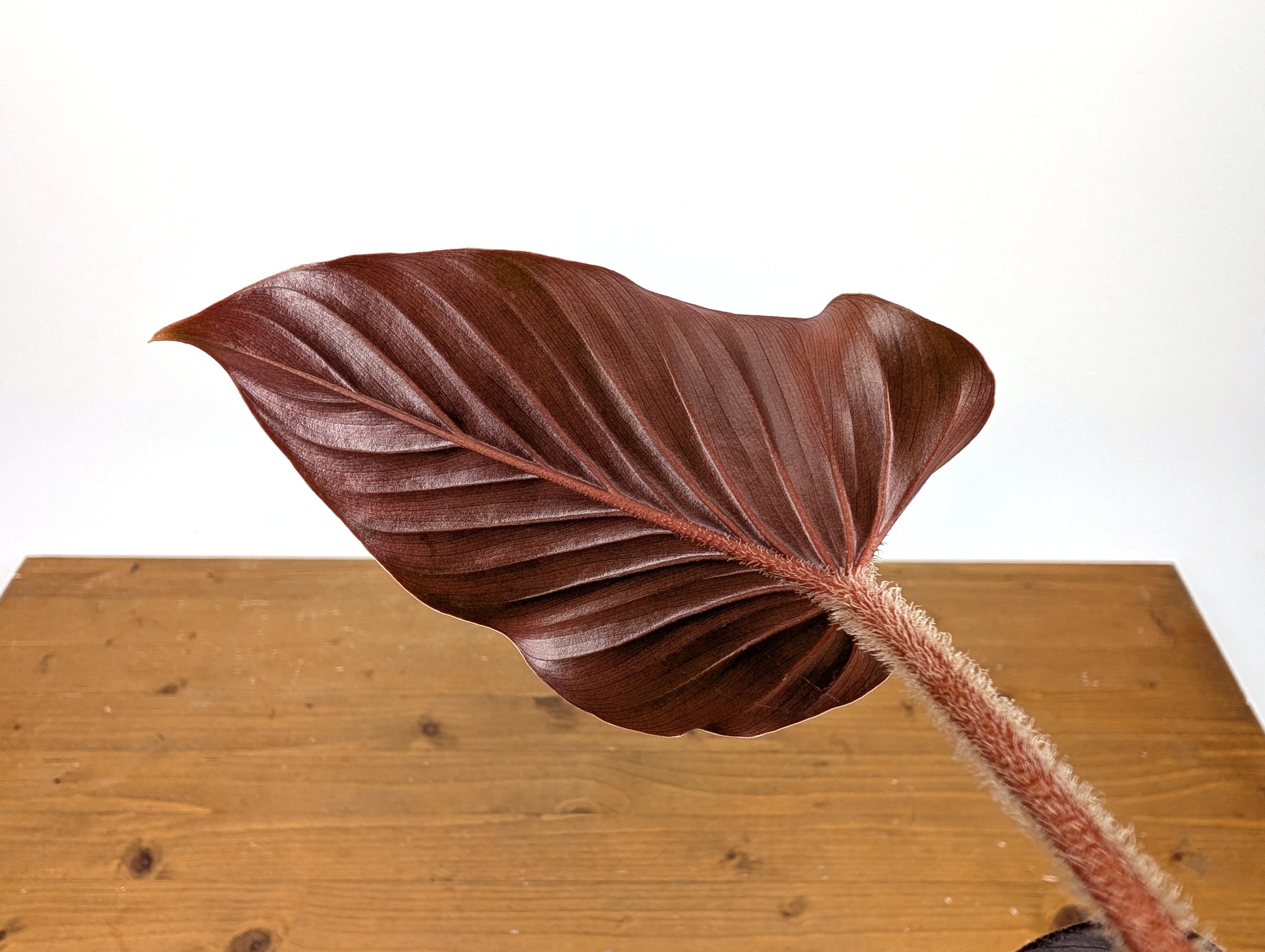 Philodendron Squamicaule Pink