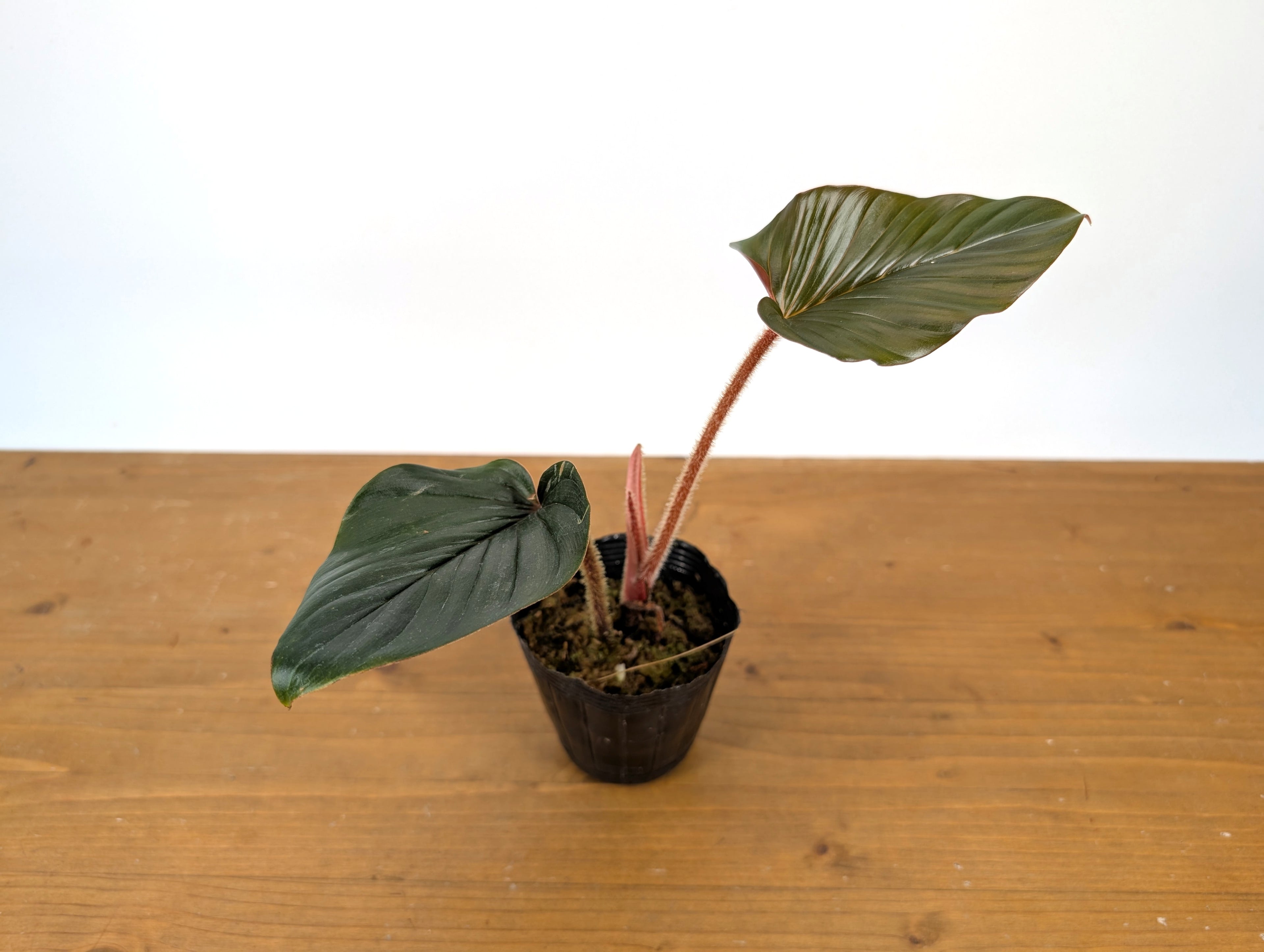 Philodendron Squamicaule Pink