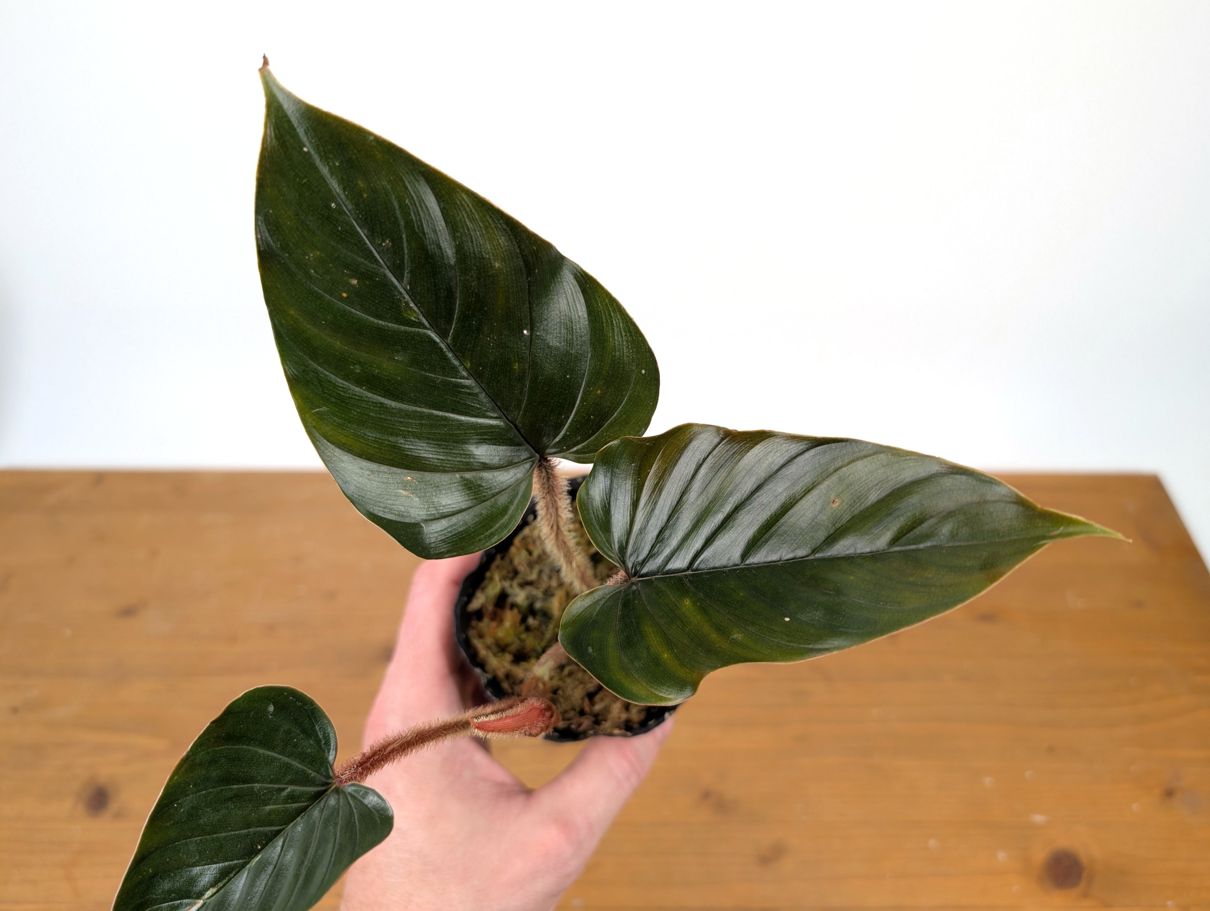 bahamas philodendrons Philodendron Squamicaule Pink