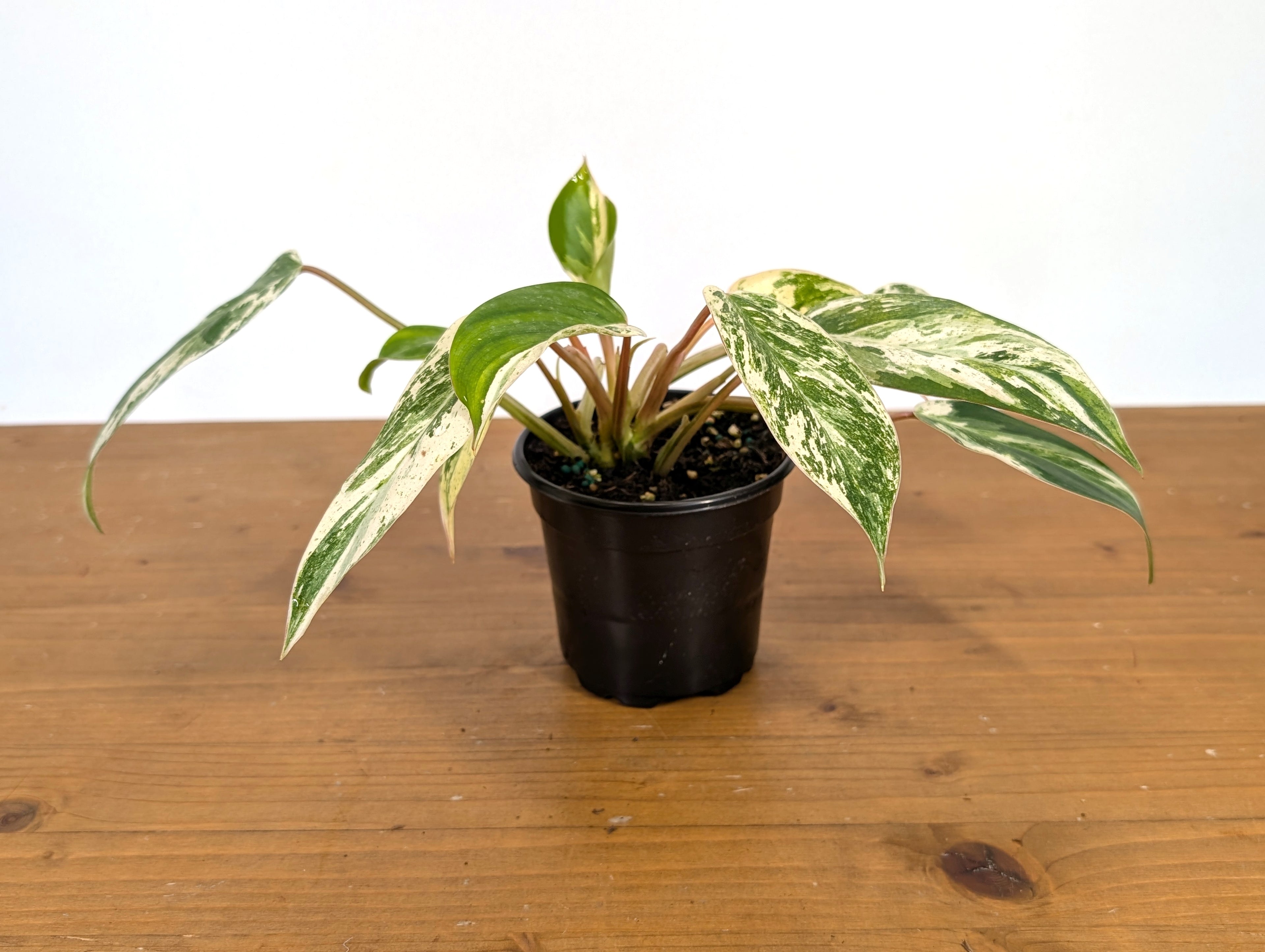 Philodendron Emerald King