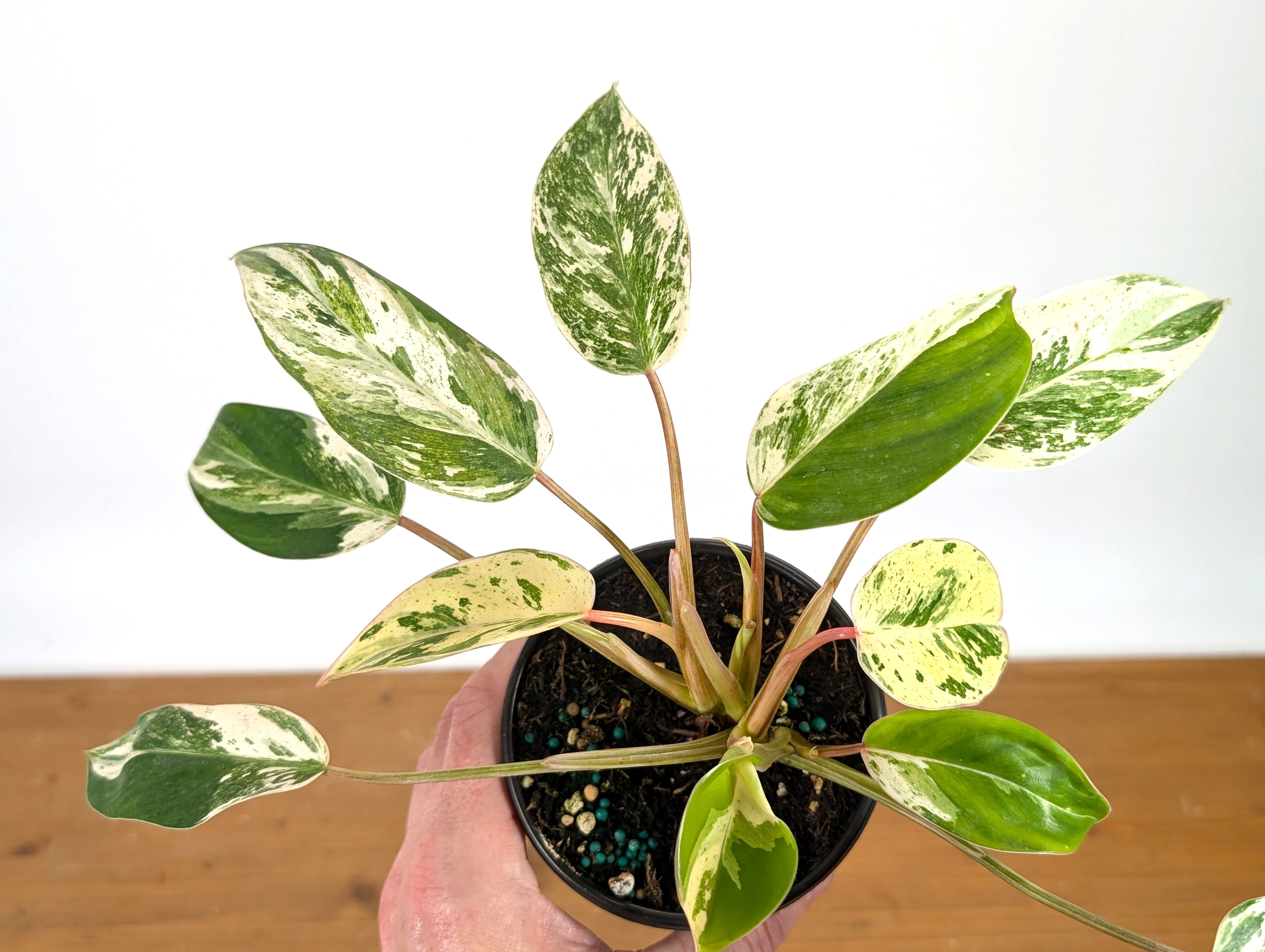 king philodendron Philodendron Emerald King
