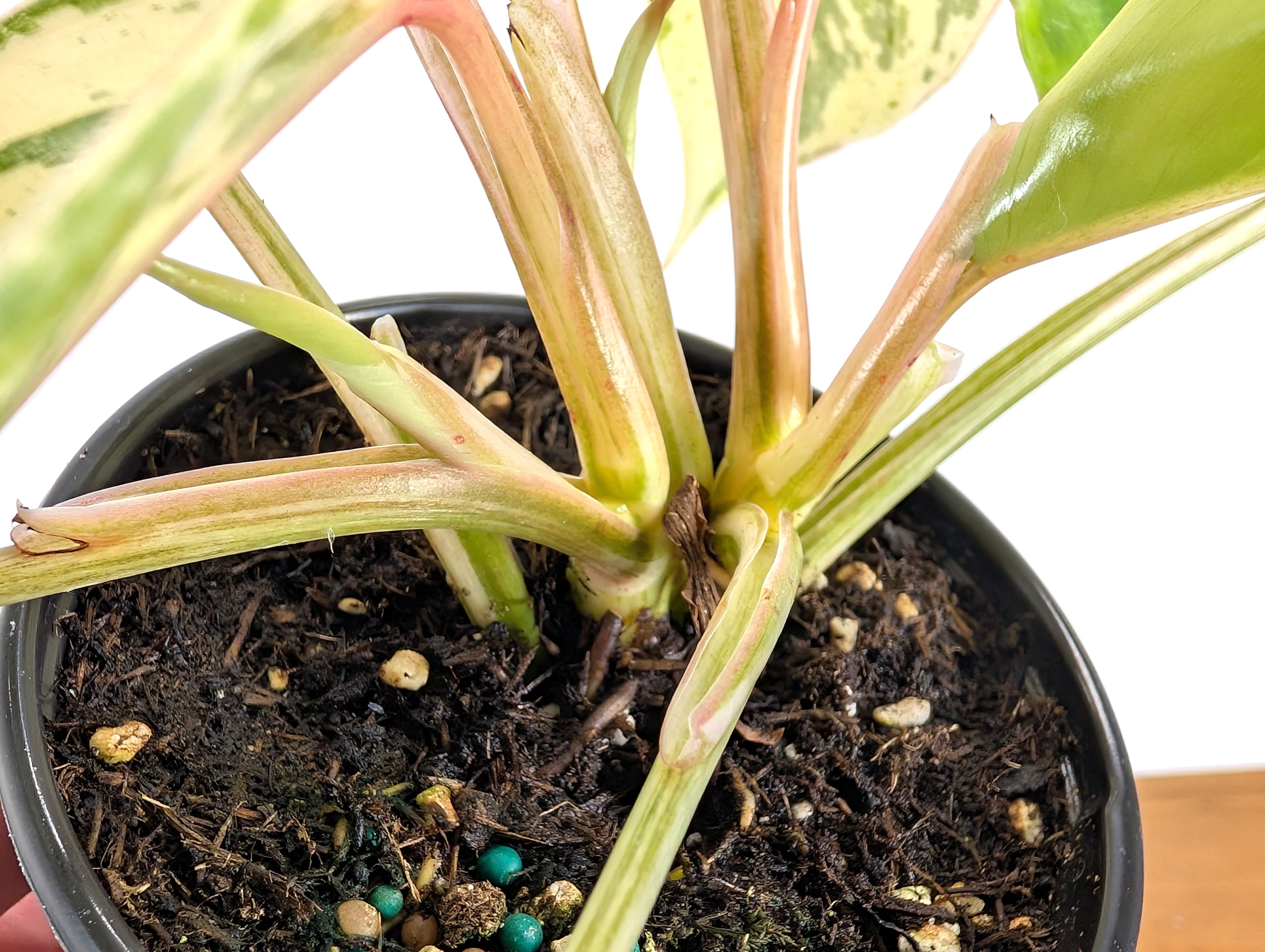 Philodendron Emerald King