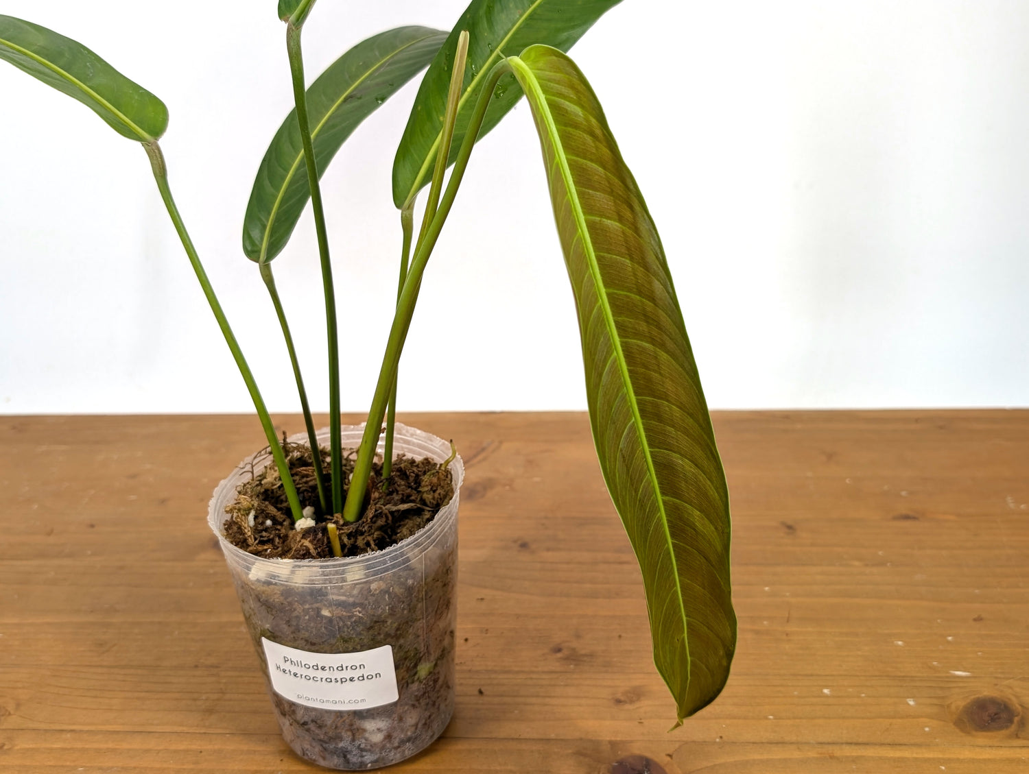 Philodendron Heterocraspedon