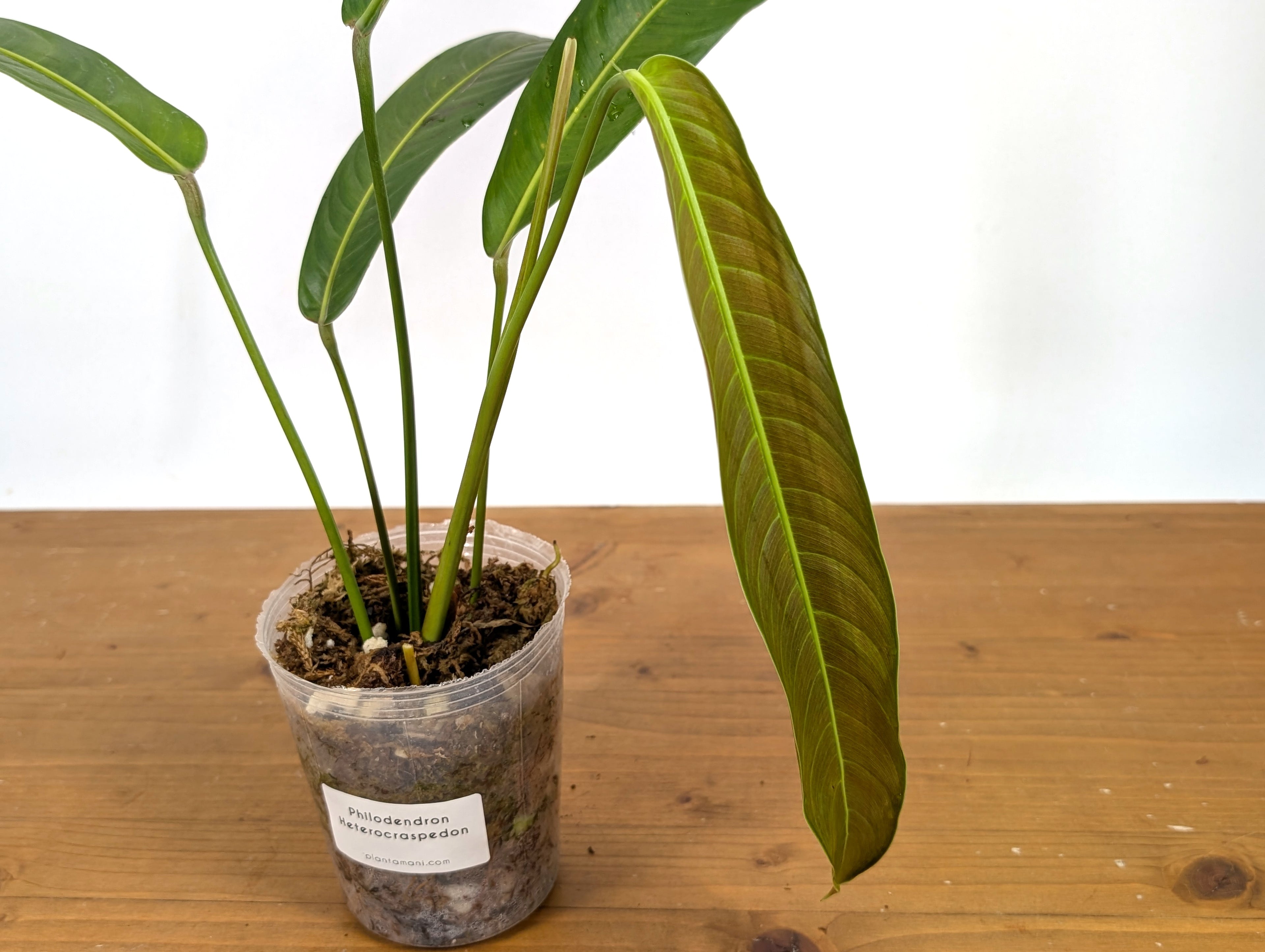 Philodendron Heterocraspedon