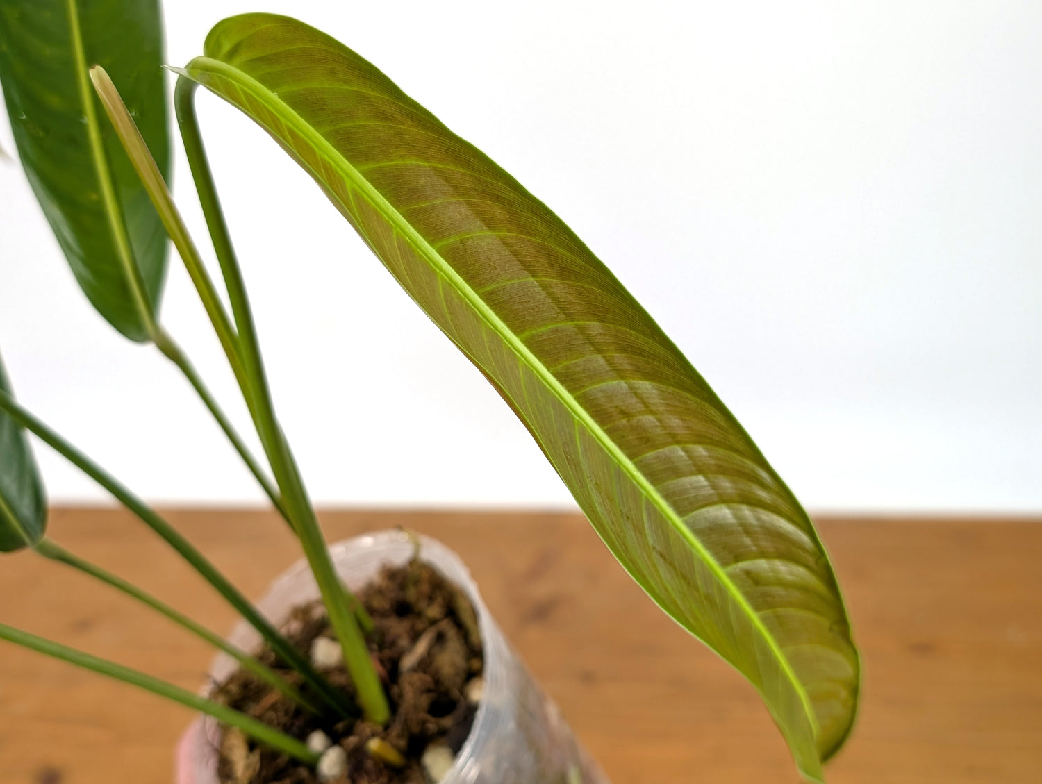 Philodendron Heterocraspedon