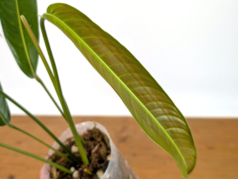 Philodendron Heterocraspedon