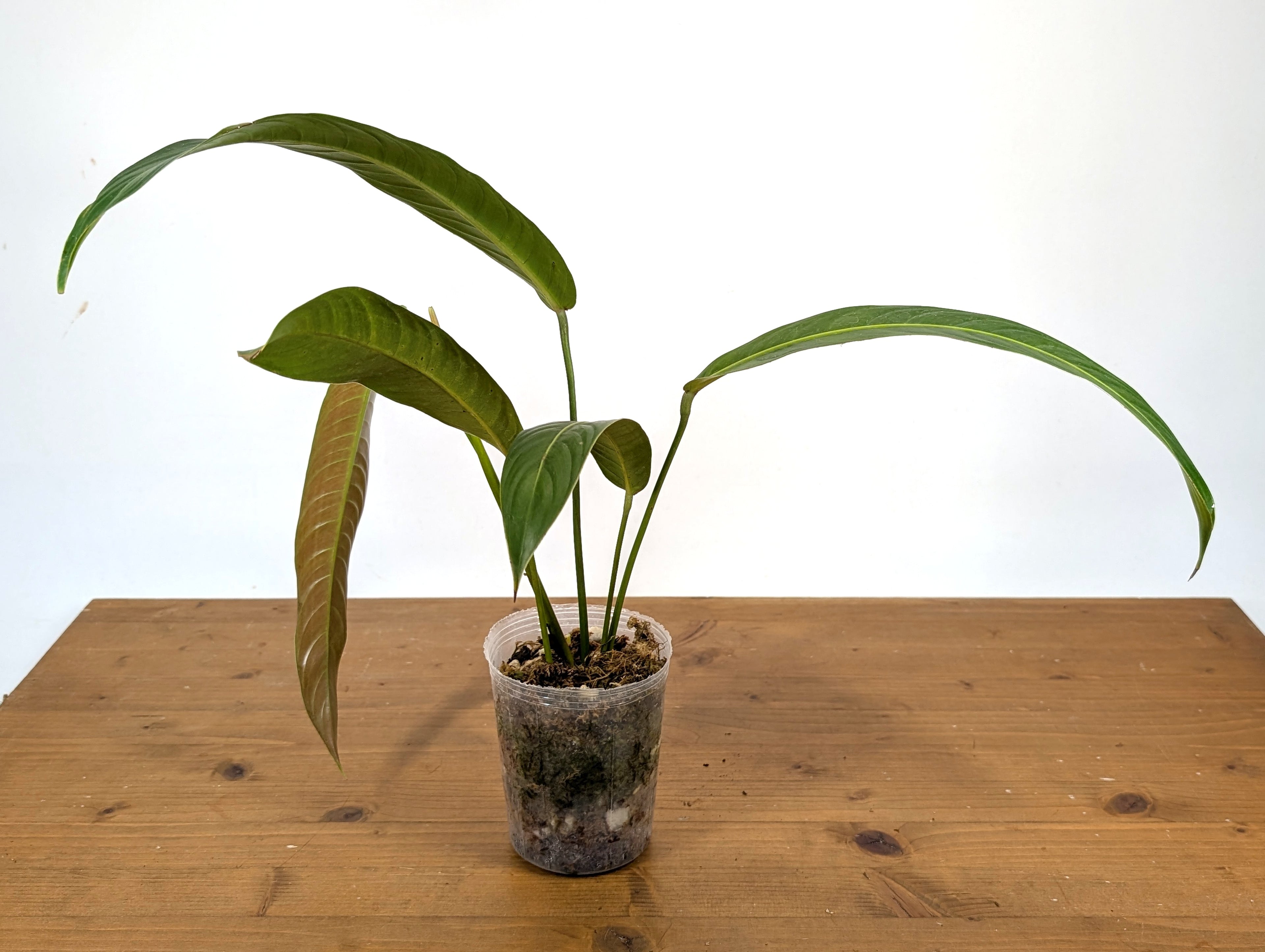 Philodendron Heterocraspedon
