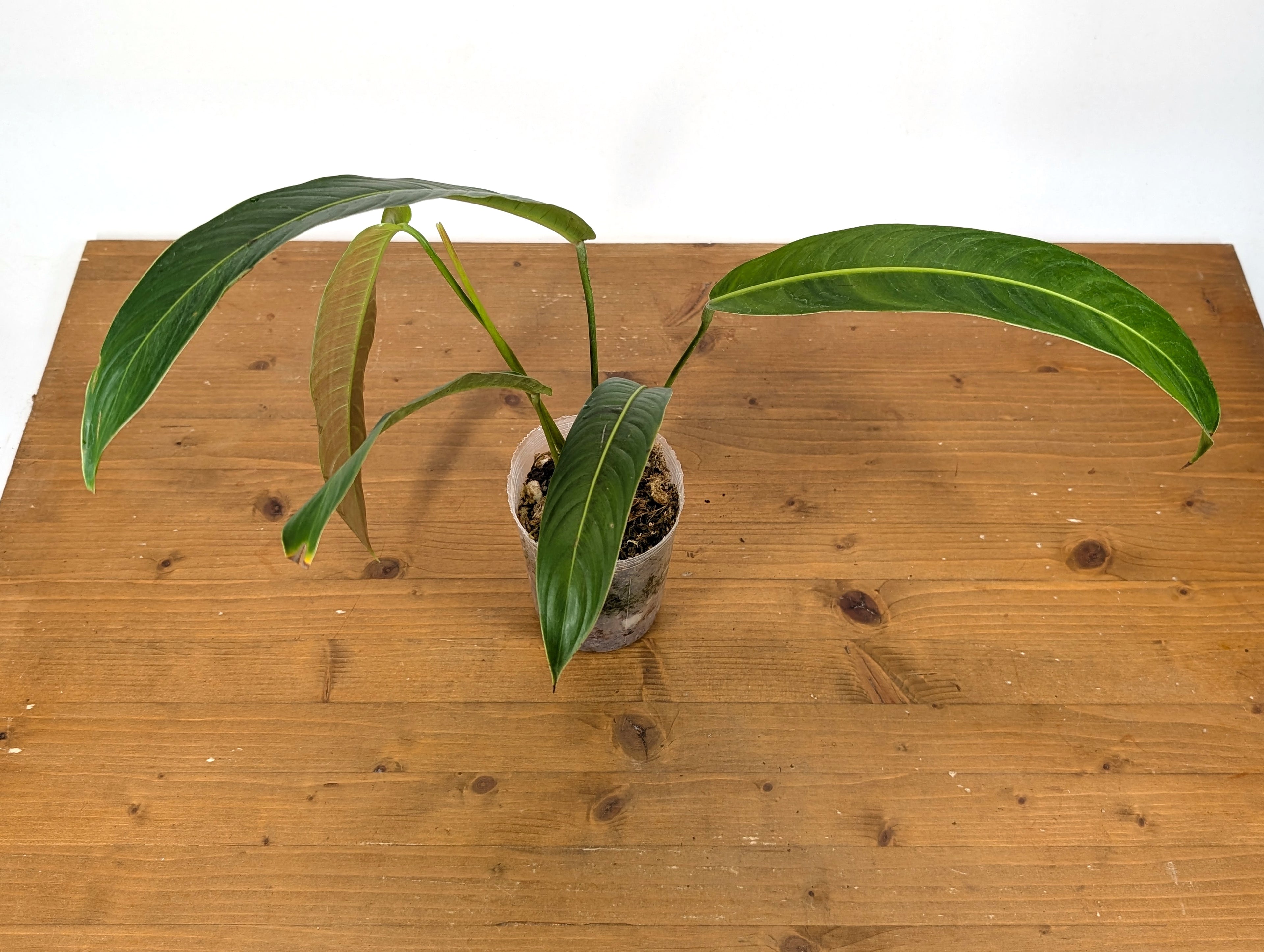 Philodendron Heterocraspedon