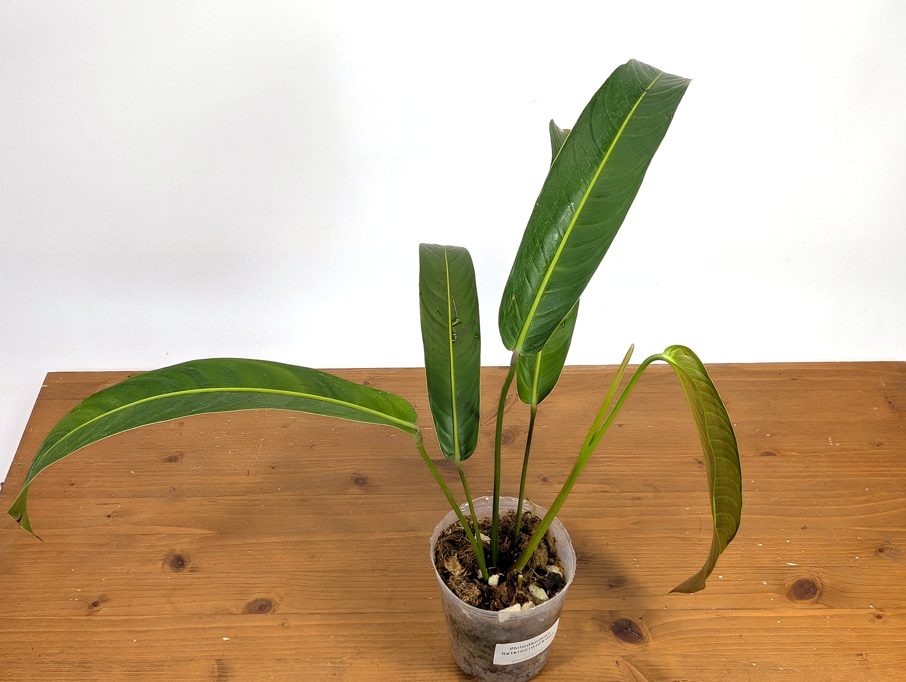 Philodendron Heterocraspedon