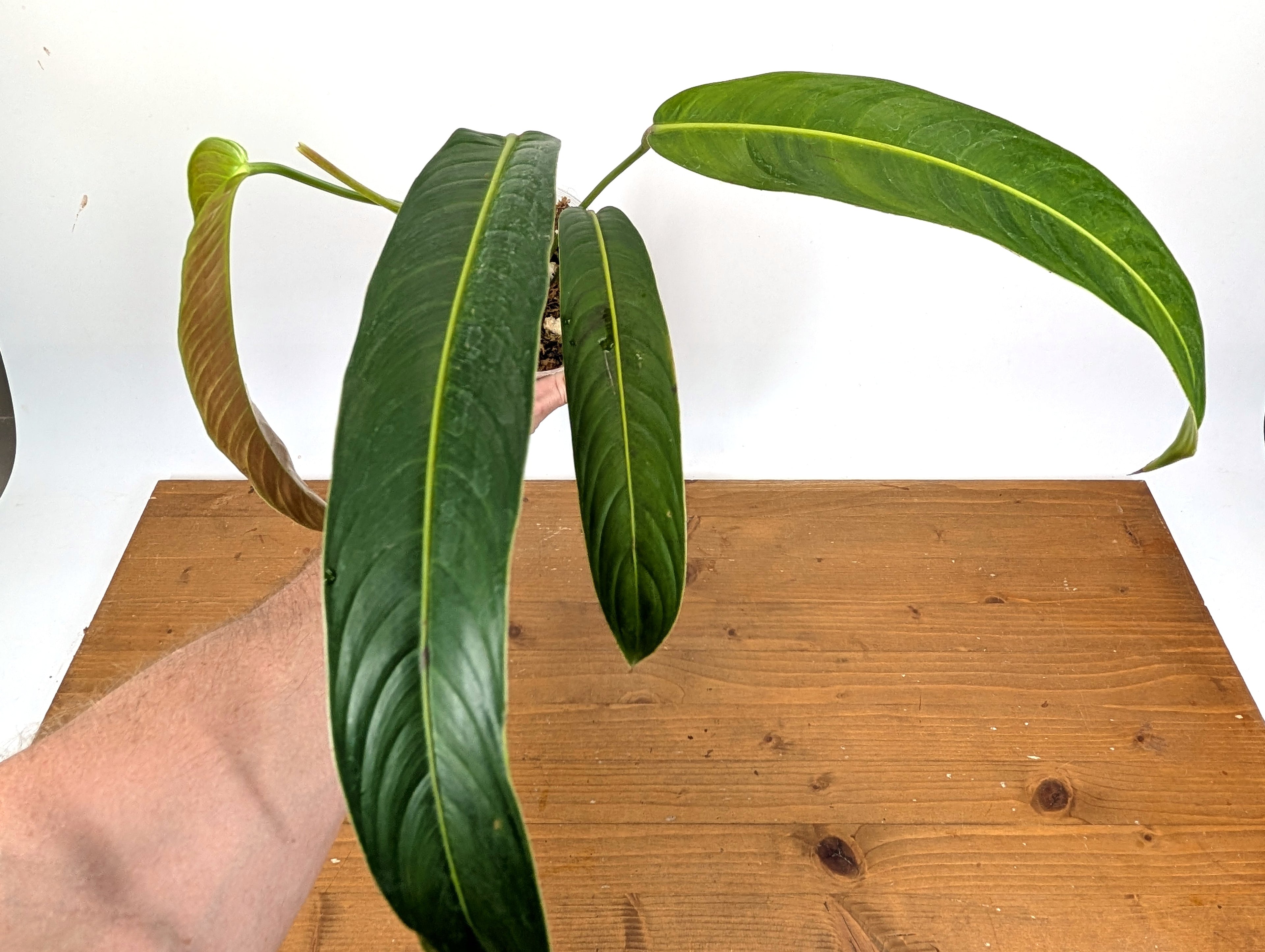Philodendron Heterocraspedon
